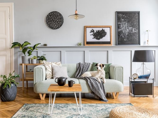 living room with couch and a dog