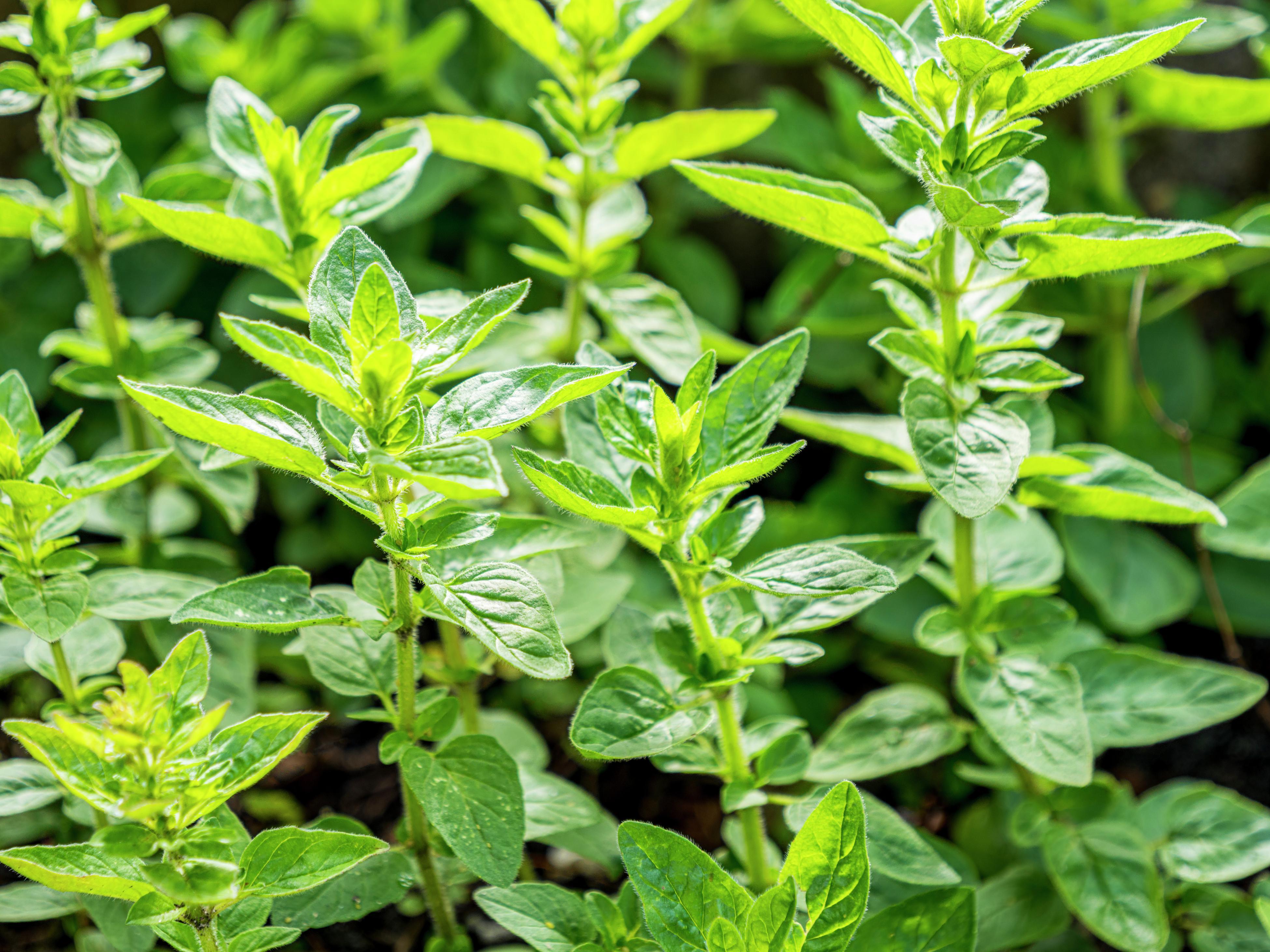 How To Grow And Harvest Oregano - Bunnings Australia