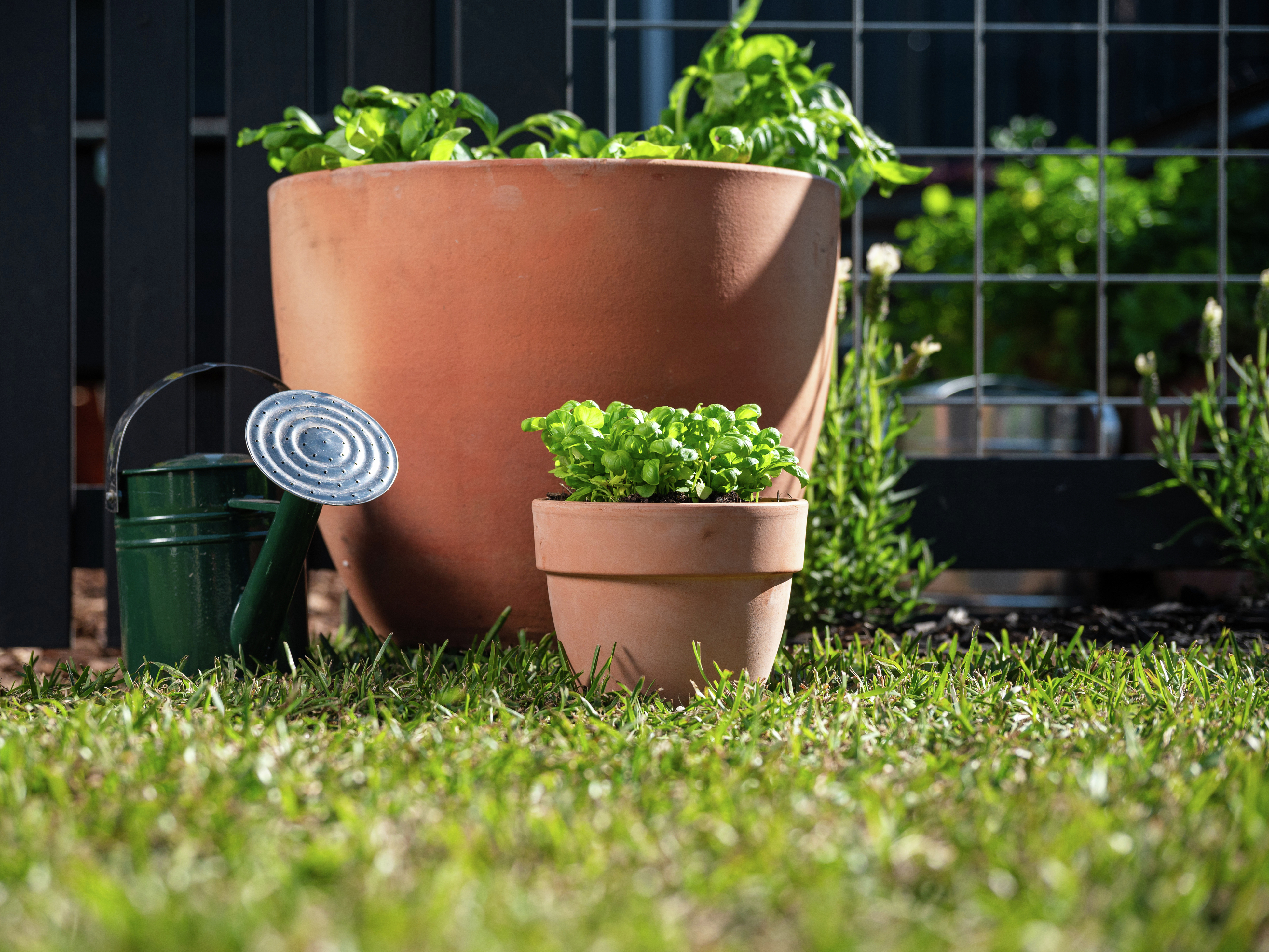 Patch To Plate Basil Bunnings Australia