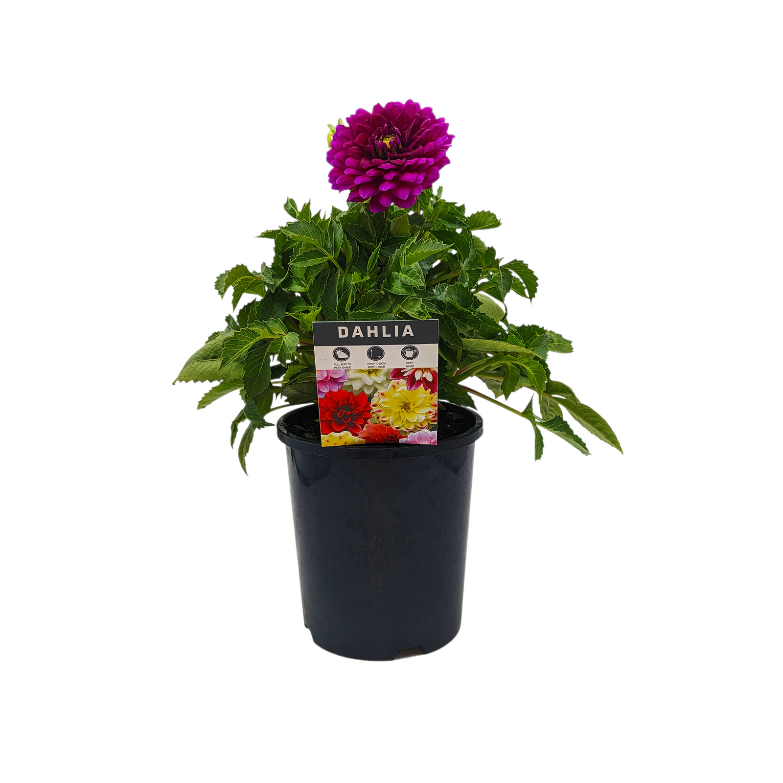 140mm Purple Dahlia - Dahlia hybrida - Bunnings Australia