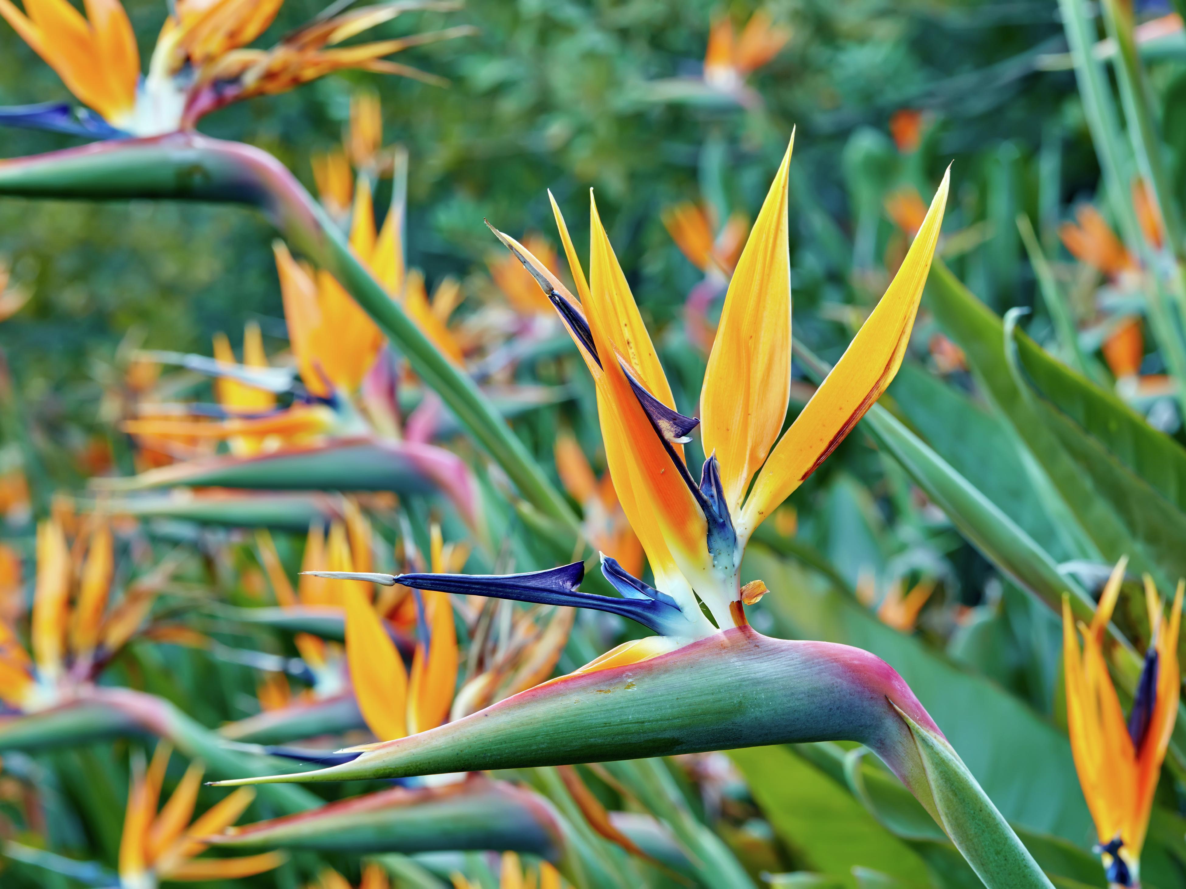 birds of paradise plant