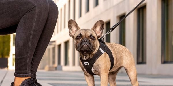 Small pug in the Curli harness and lead combo