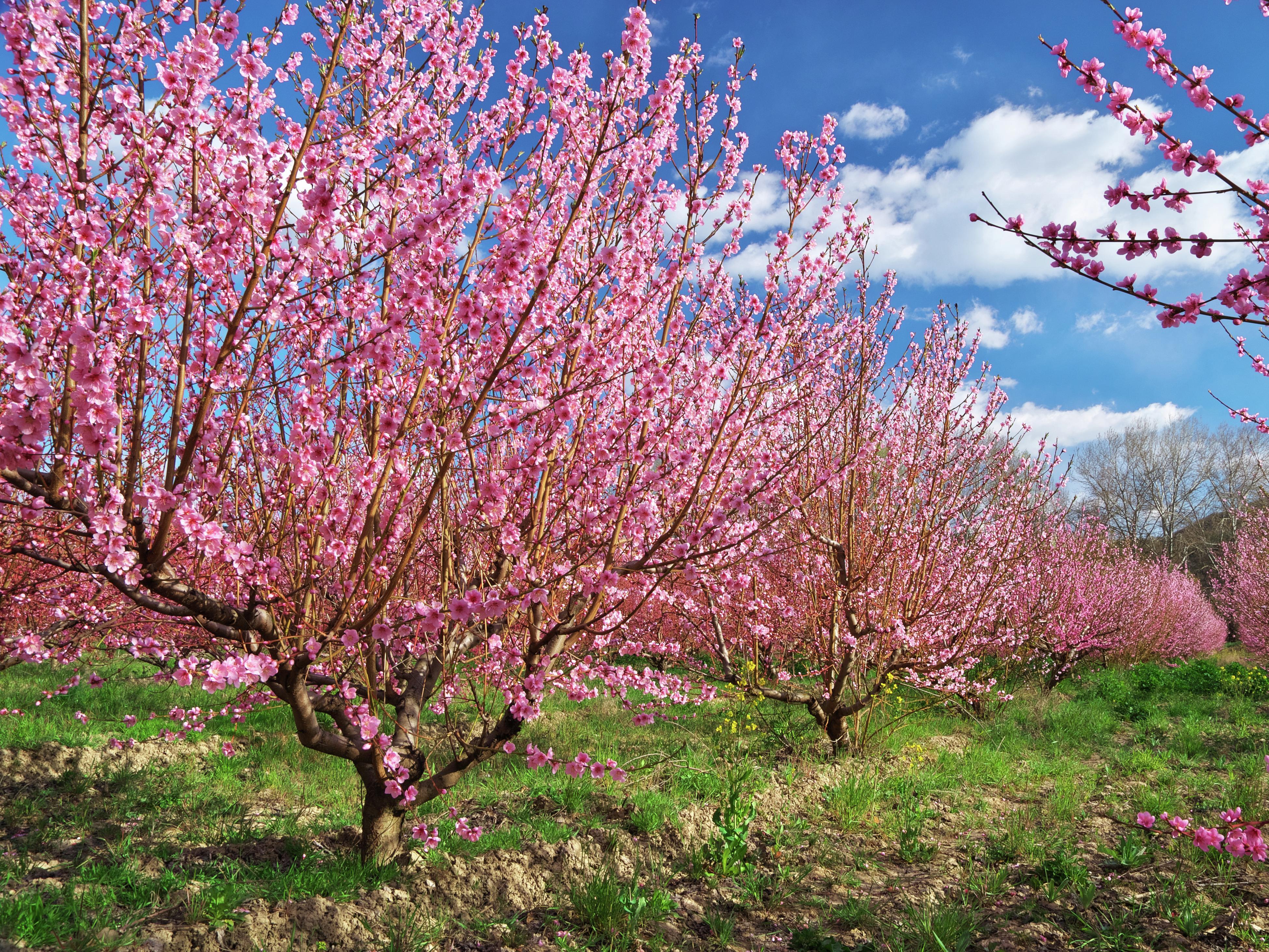 nectarine tree