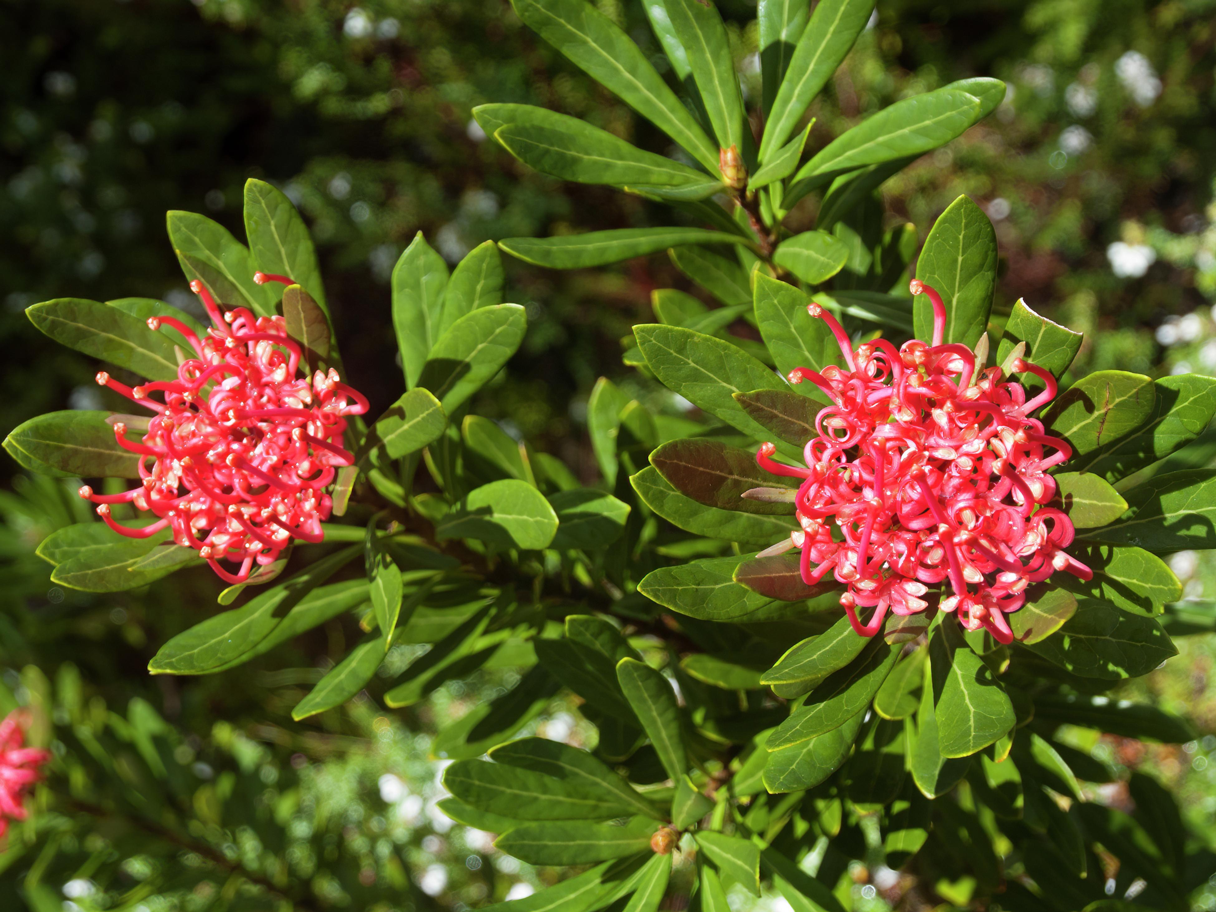 How To Grow And Care For Waratahs Bunnings Australia