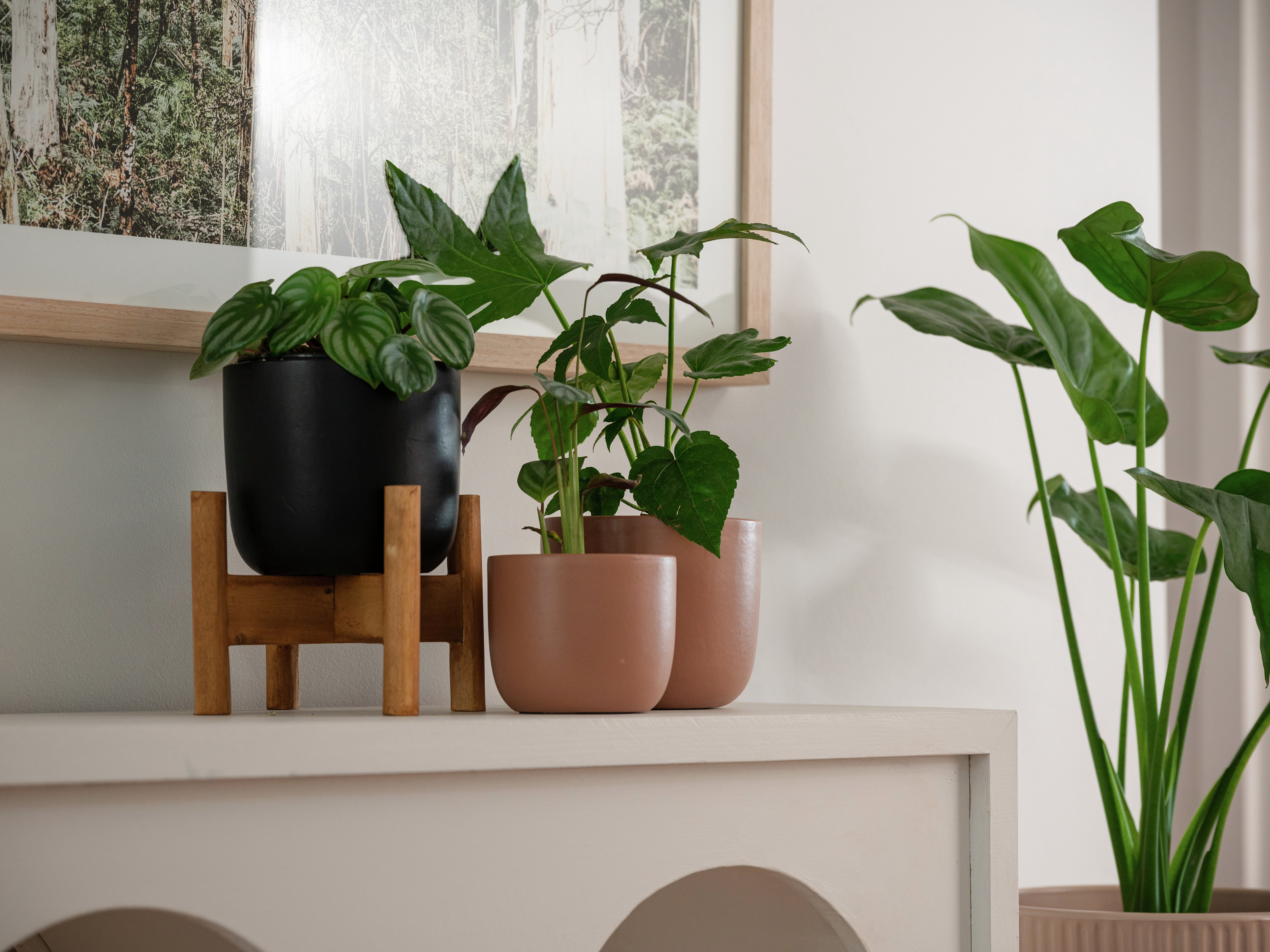 How To Hang Indoor Plants From The Ceiling - Bunnings Australia