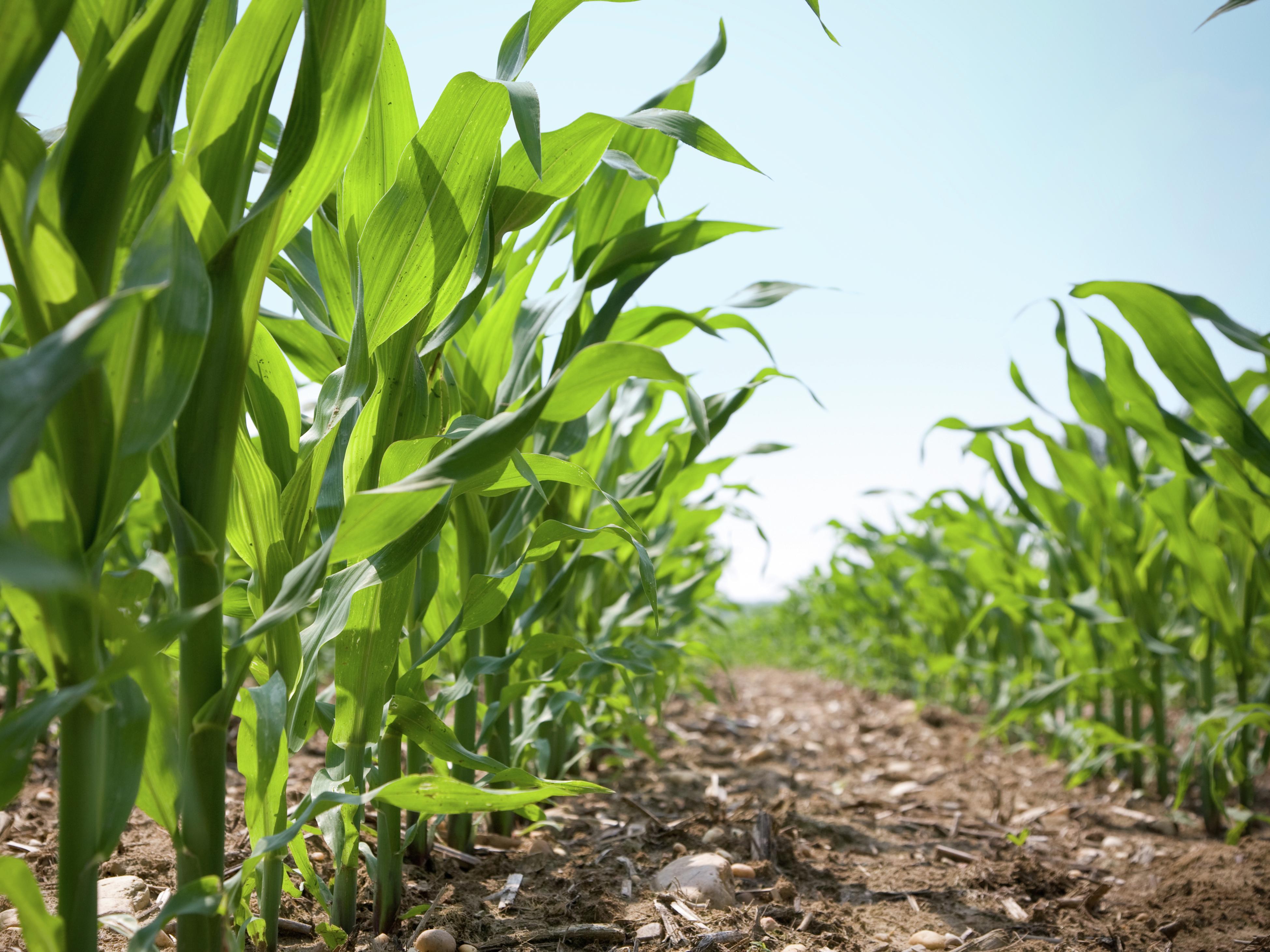 Fun Facts About Corn Harvest