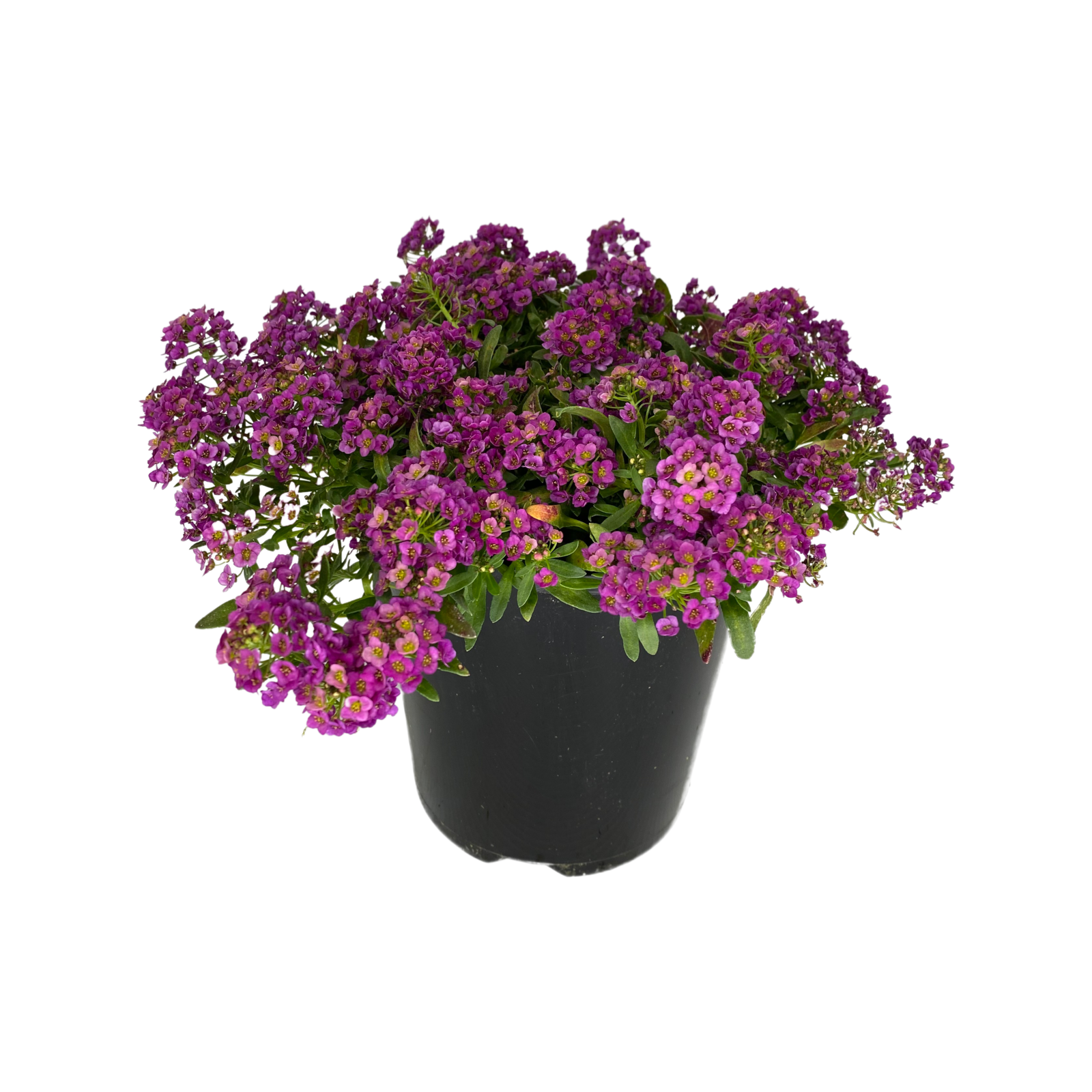 140mm Sweet Alyssum Raspberry Lobularia hybrid Bunnings Australia
