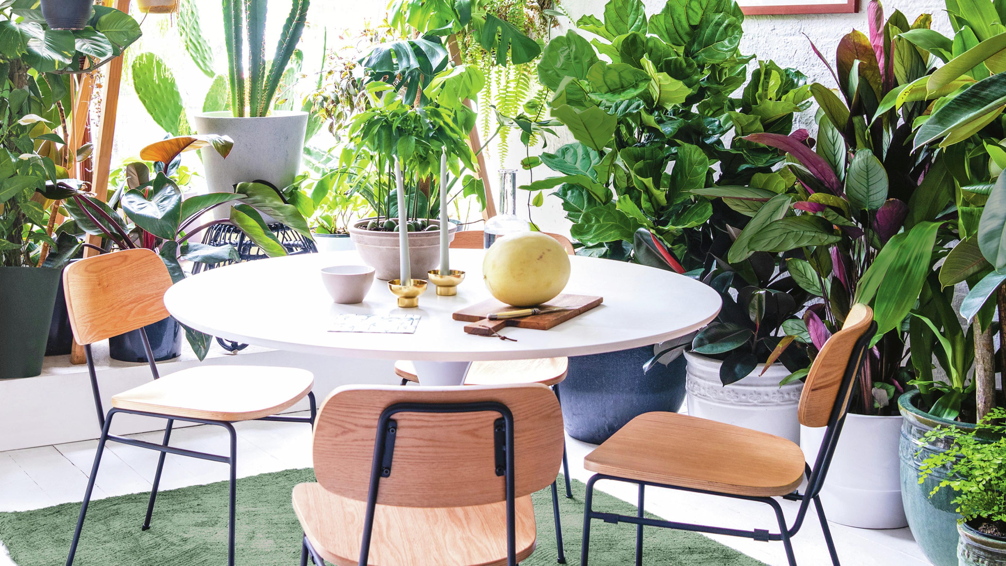 Best indoor plants for store dining table