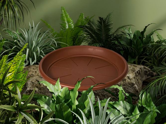Terracotta saucer on a rock with plants around it
