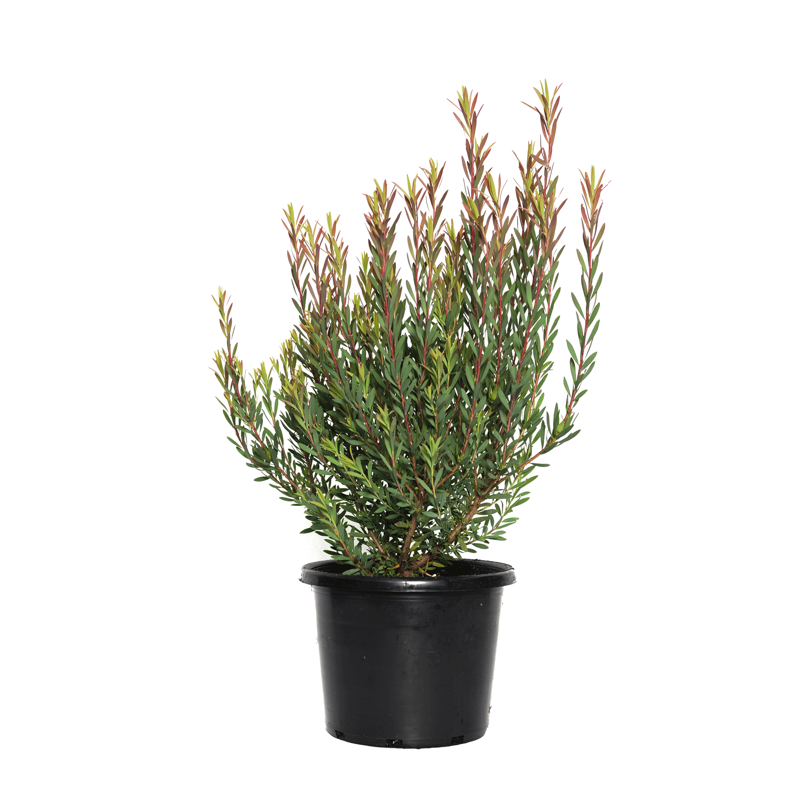 270mm Leucadendron Jack Harre - Leucadendron salignum - Bunnings Australia