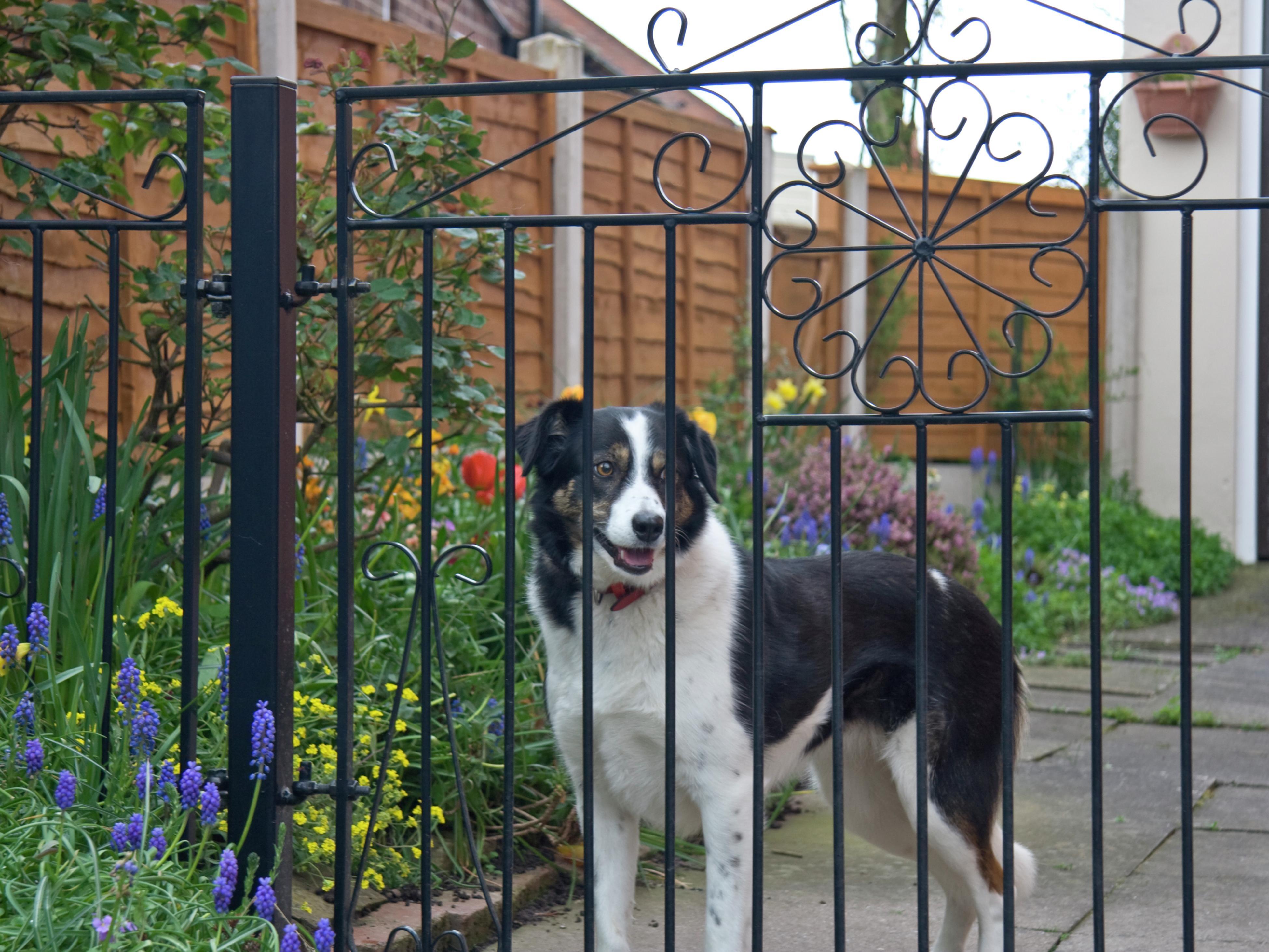 Bunnings dog 2024 fence wire