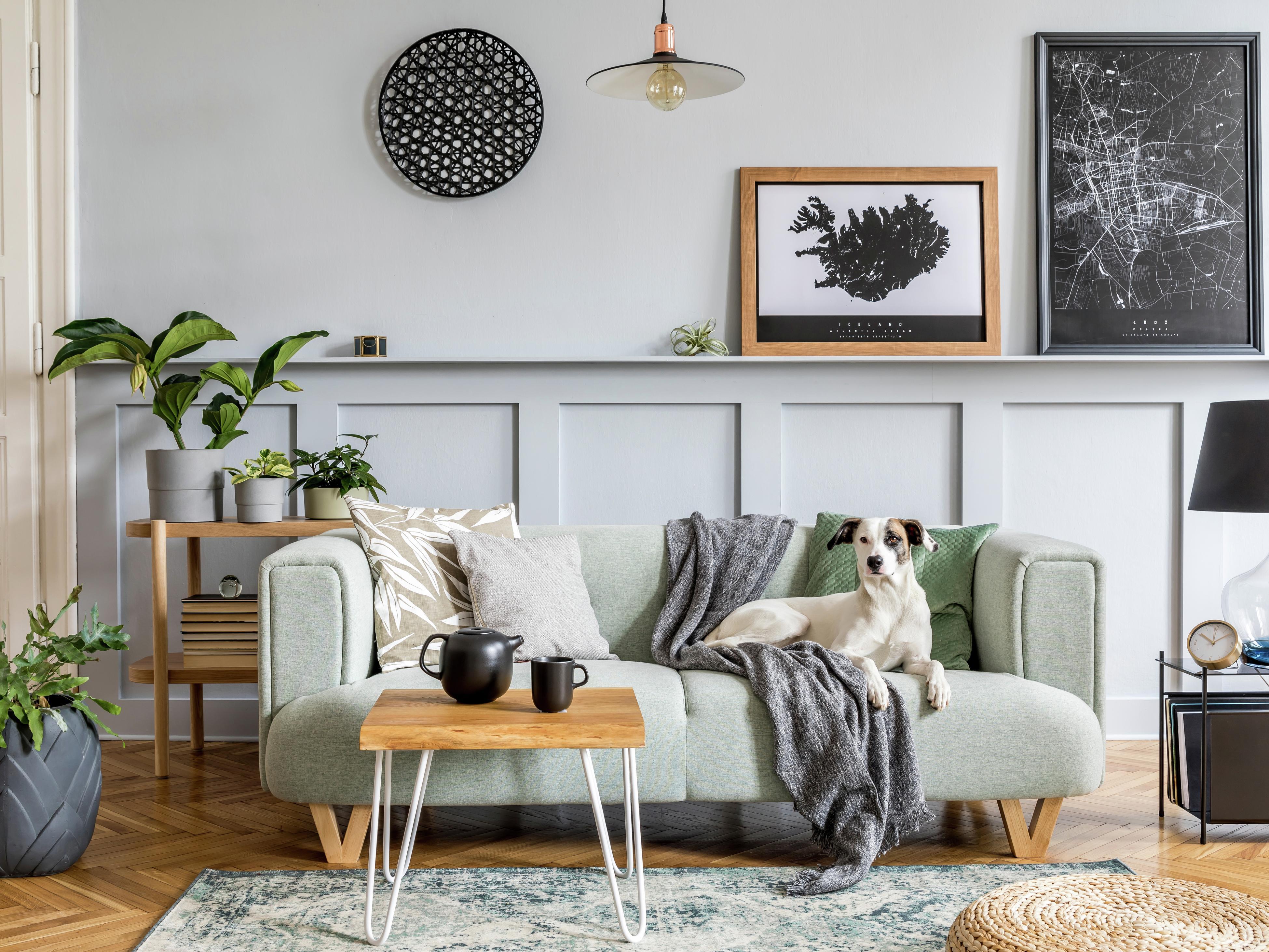 Five PetFriendly Indoor Plants Bunnings Australia