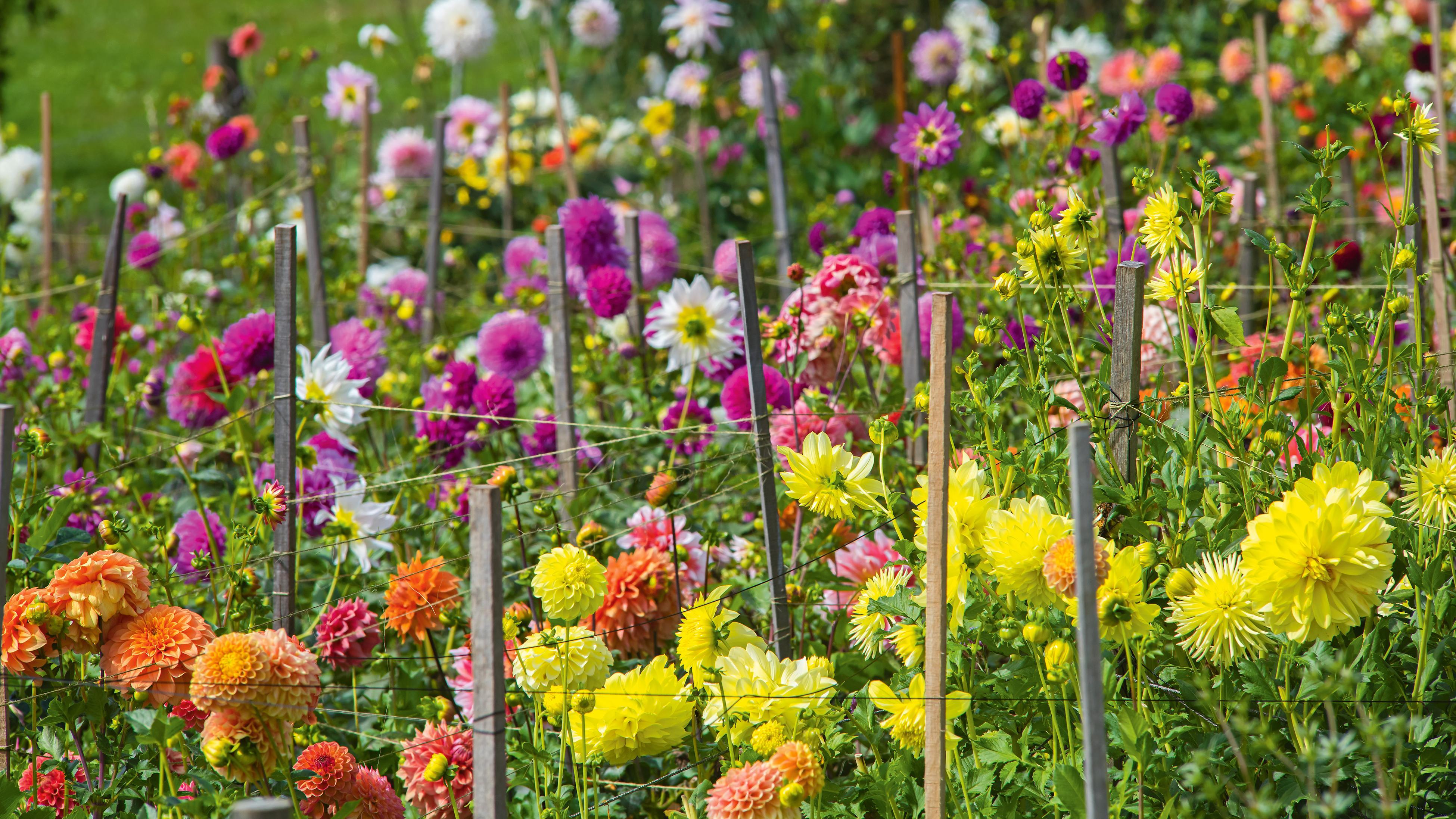 How To Start A Flower Garden: 13 Essential Steps - Bunnings Australia