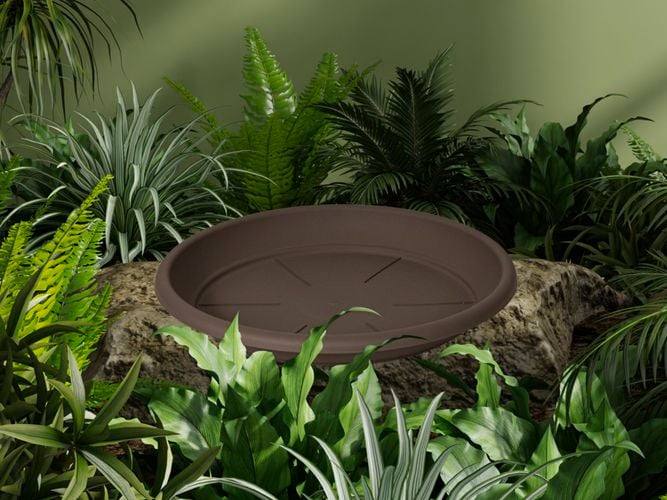 Brown saucer on a rock with plants around it