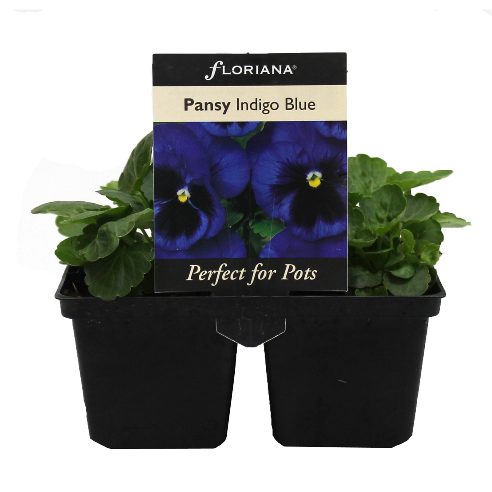 4 Cell Pansy Indigo Blue Viola wittrockiana Perfect 4 Pots Range Bunnings Australia