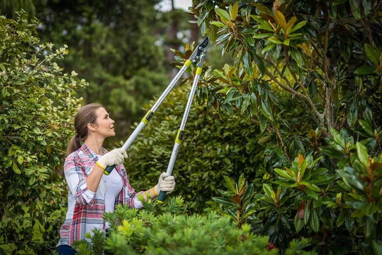 Woman trimming tree with long secateurs