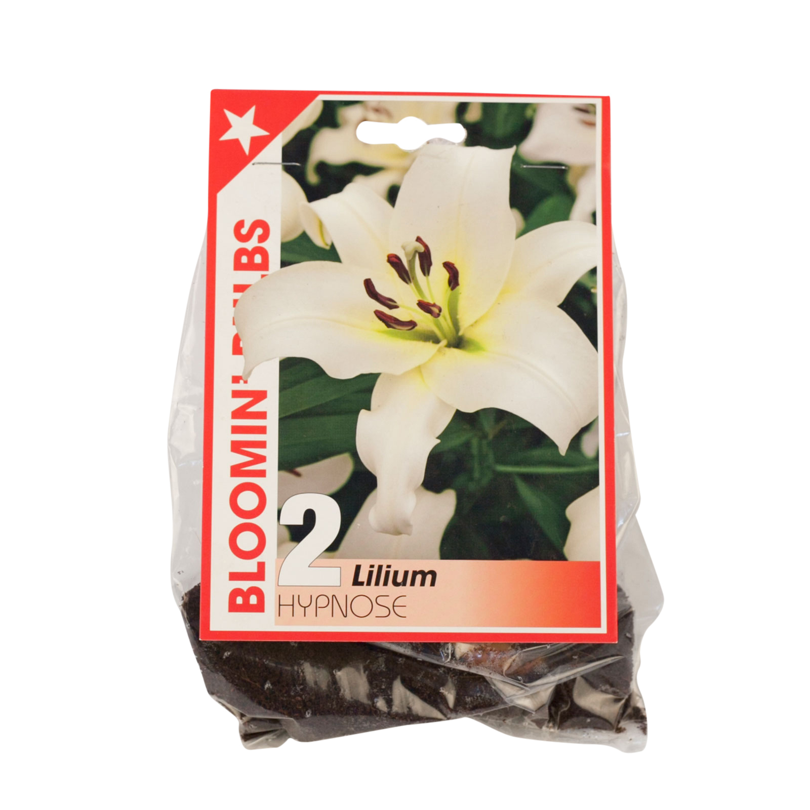 Bloomin Bulbs Lilium Hypnose 2 Pack Bunnings Australia