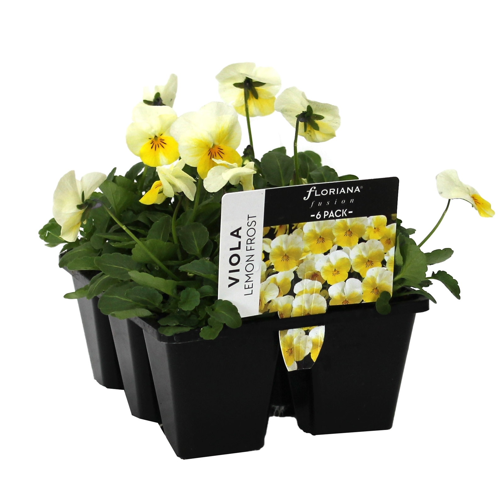 6 Cell Fusion Viola Lemon Frost Viola cornuta Bunnings Australia