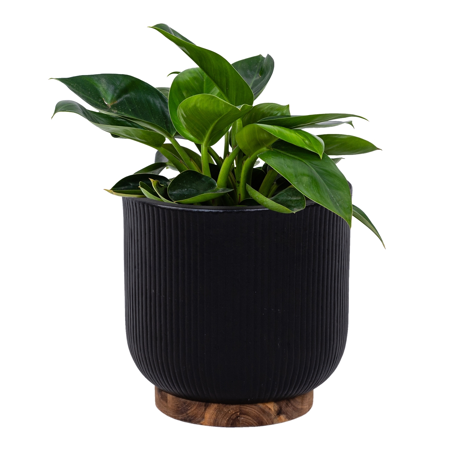 Lotus 23 x 22.5cm Black Ribbed Ceramic Indoor Pot With Base Bunnings