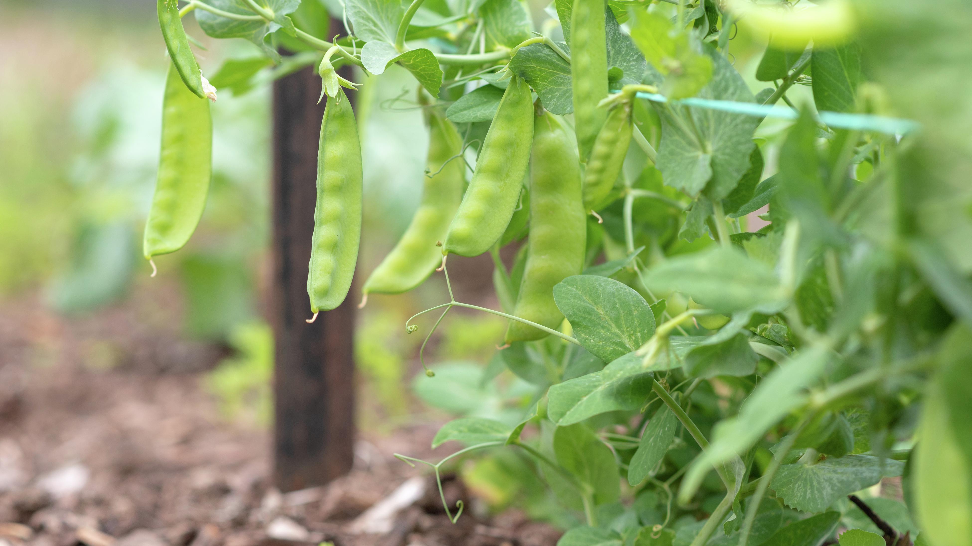 Fertilizing Peas: Understanding the Nutritional Needs of Pea Pods