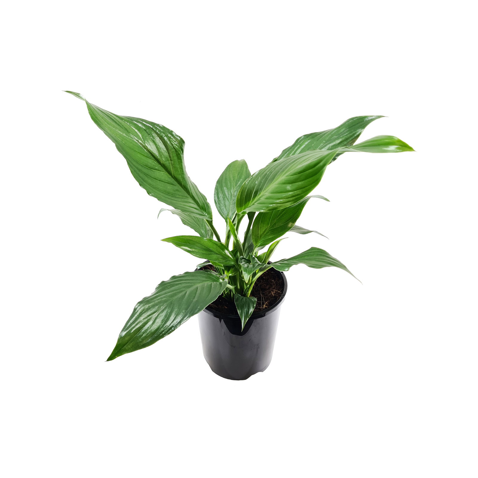 140mm Peace Lily - Spathiphyllum - Bunnings Australia