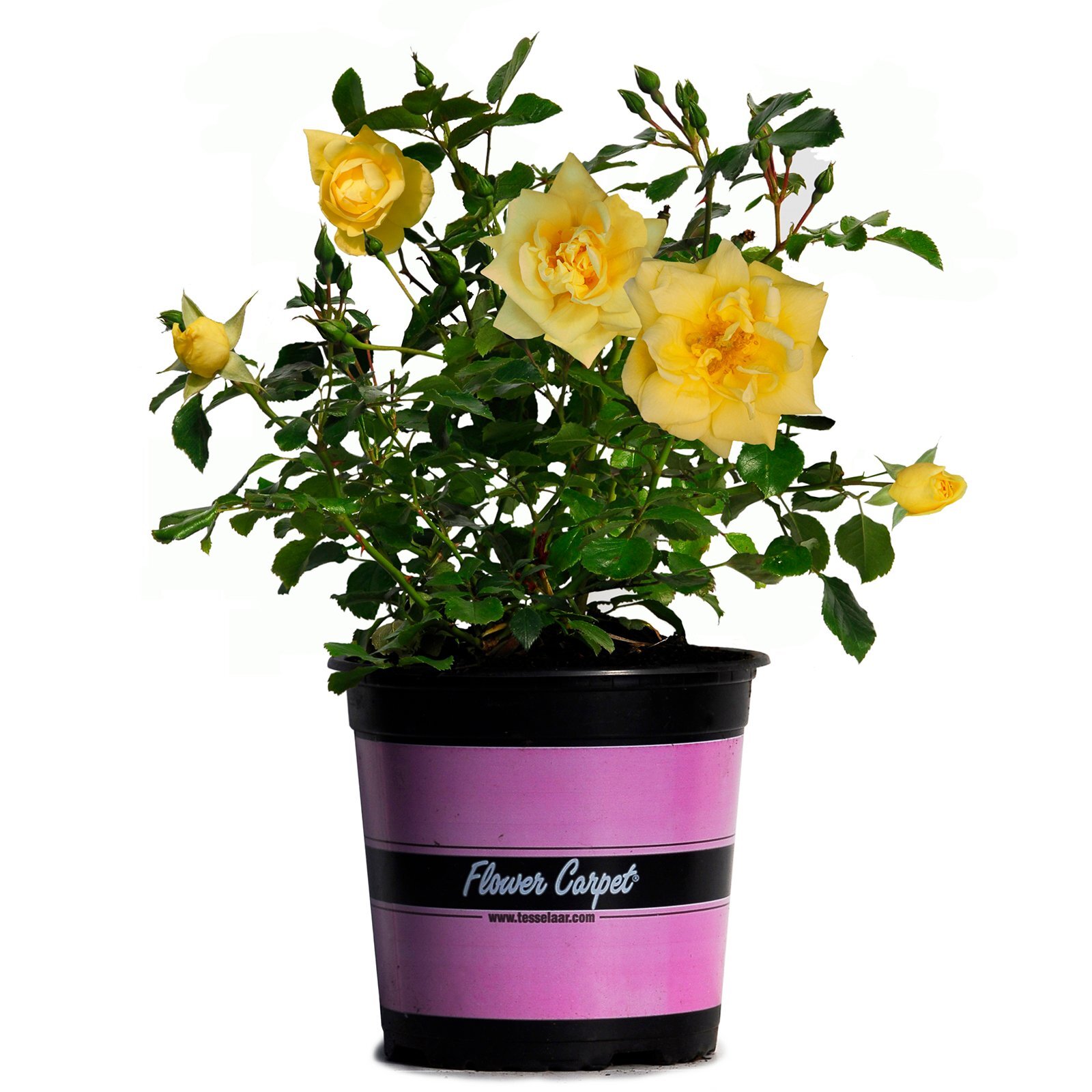 17cm Rose Flower Carpet Gold Rosa noaschnee Bunnings New Zealand