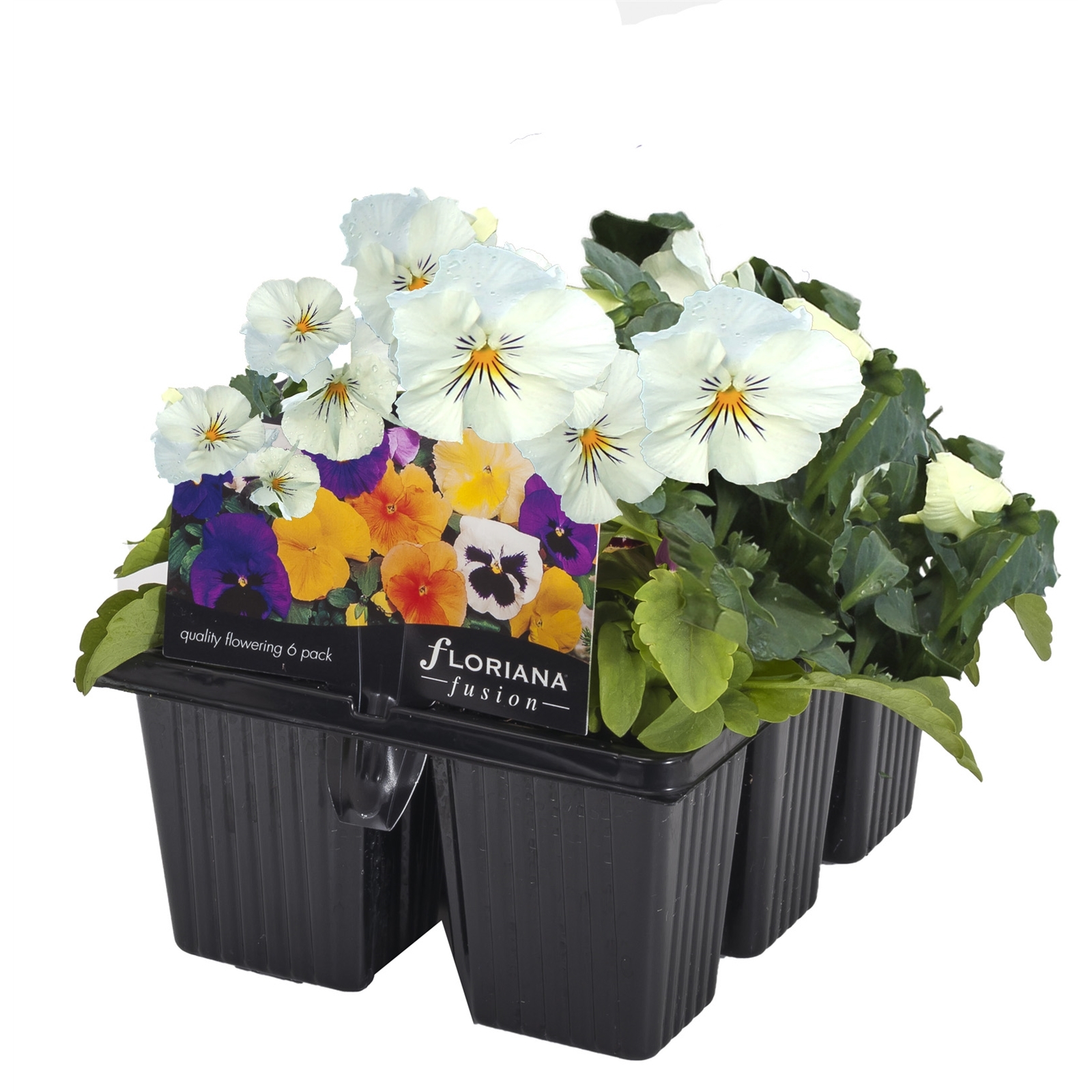 6 Cell Fusion Flowers Pansy White Viola x wittrockiana Bunnings Australia