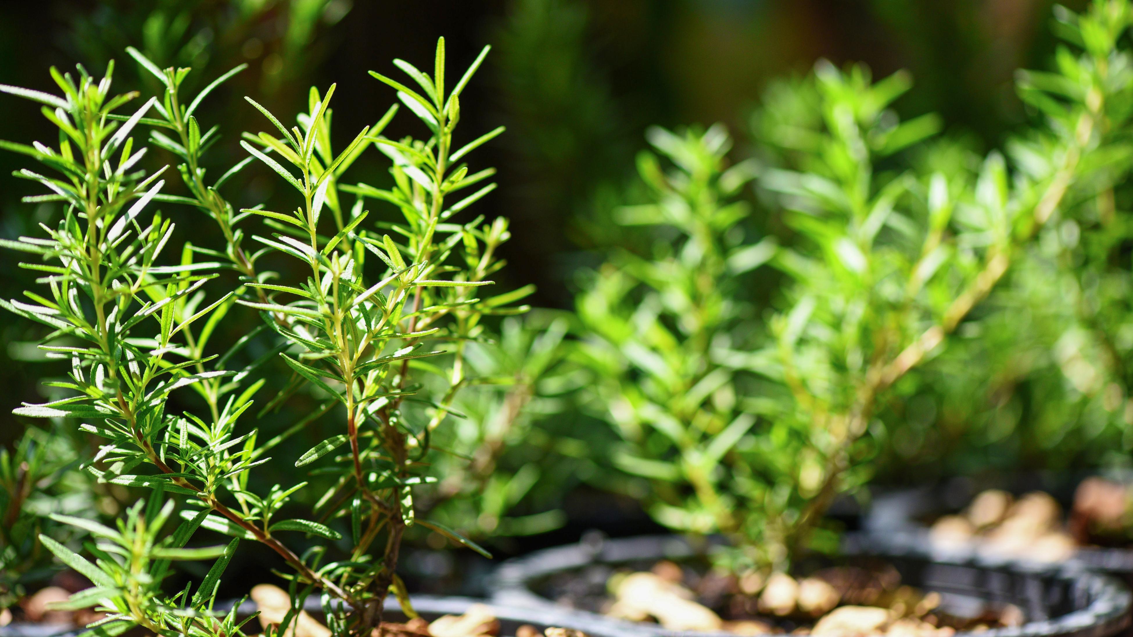Close up of rosemary growing in a garden