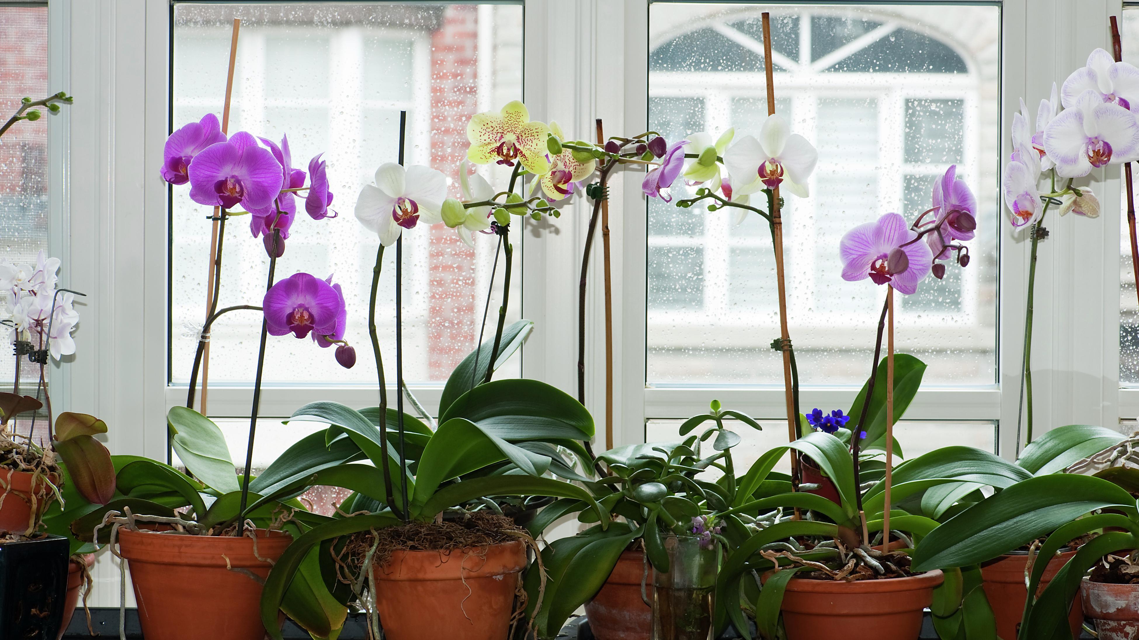 How to Grow and Care for Moth Orchids