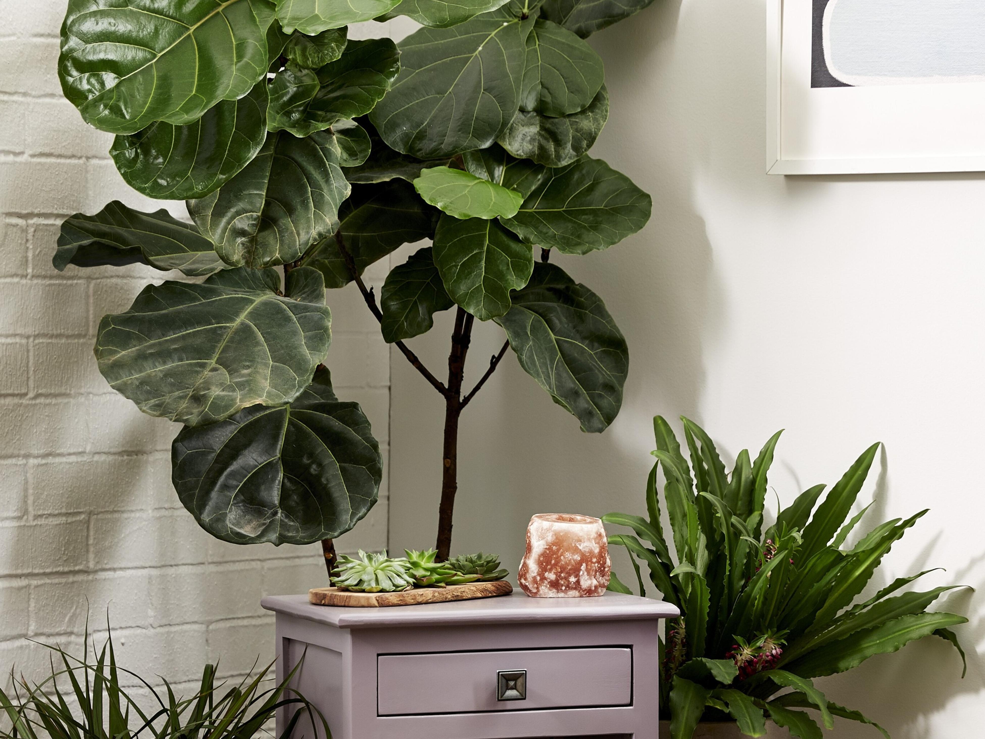 Furniture & Upcycling Bunnings New Zealand