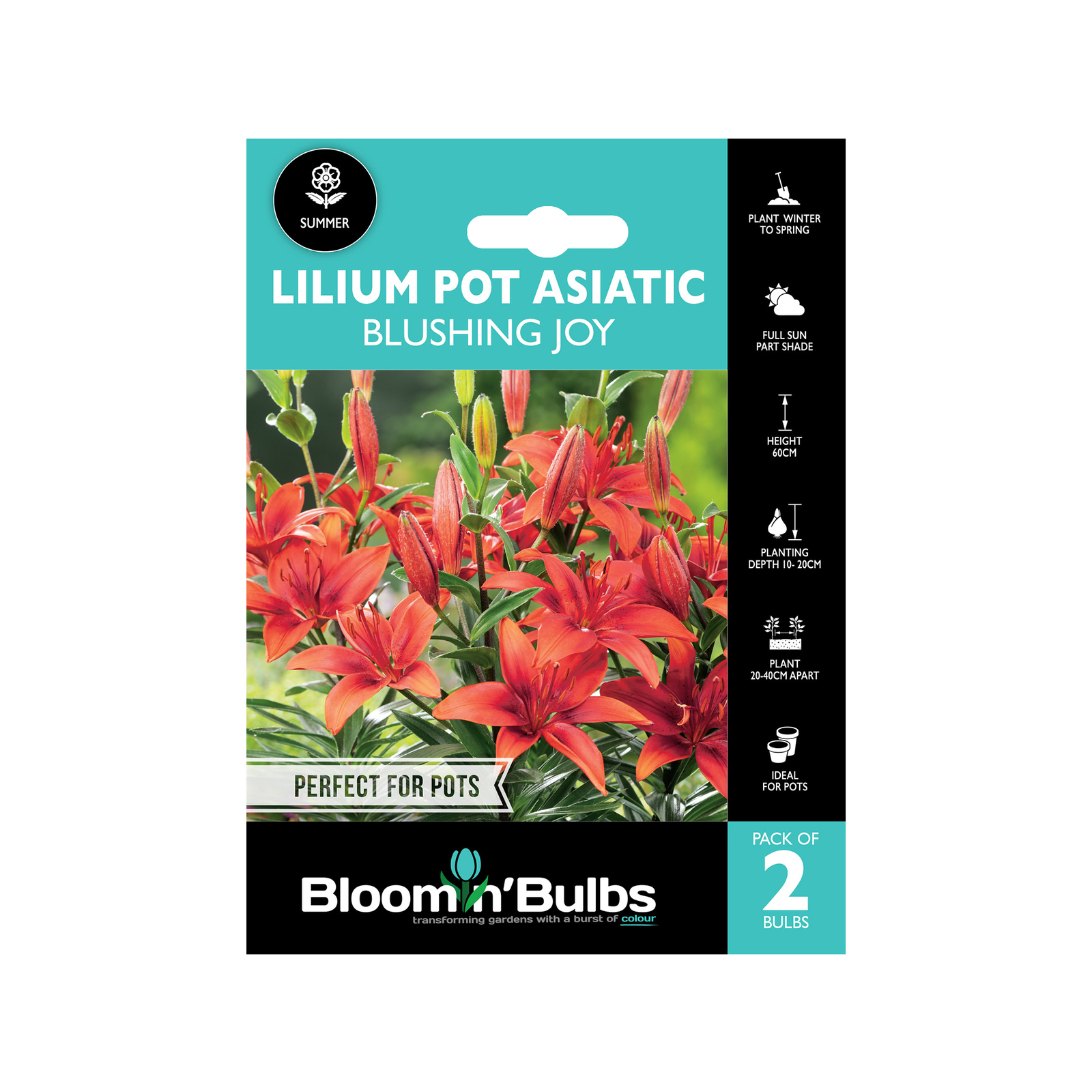 Bloomin Bulbs Lilium Asiatic Blushing Joy 2 Pack Bunnings Australia