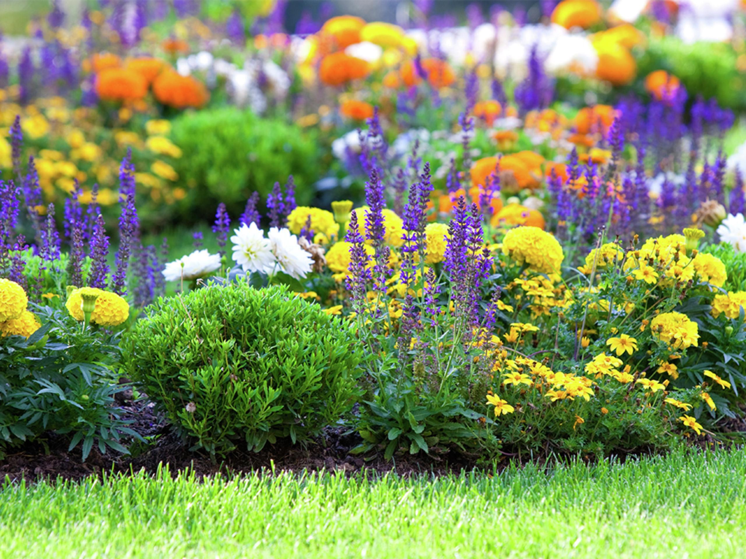 Bunnings flowers deals