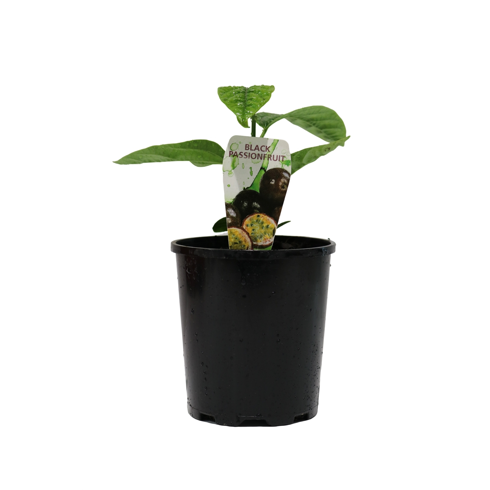 100mm Passionfruit Non Grafted Passiflora edulis Bunnings Australia