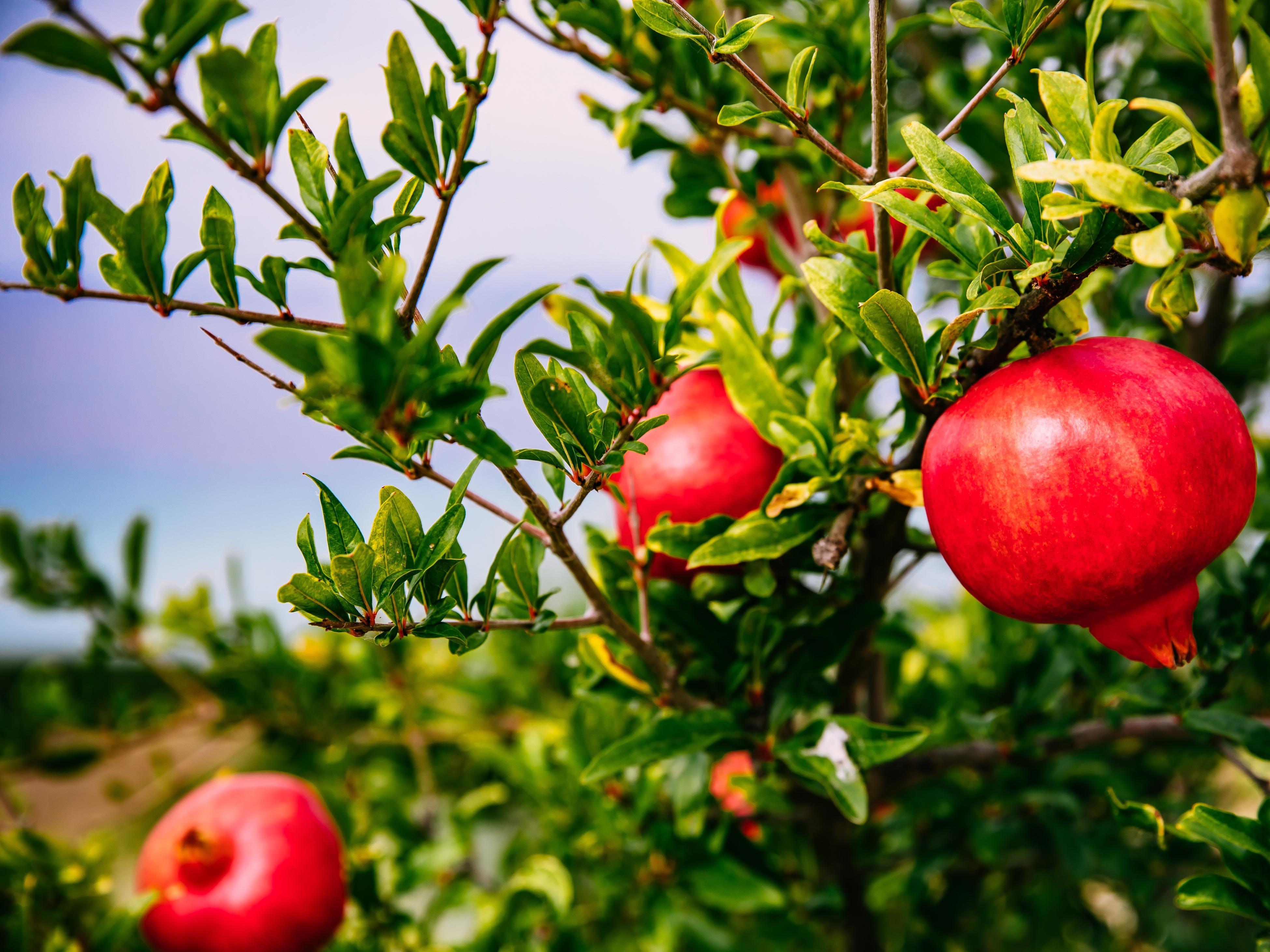 Picking time for pomegranates differs with variety, Home and Garden