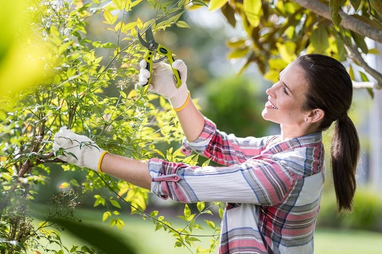 Woman trimming bush with secateurs