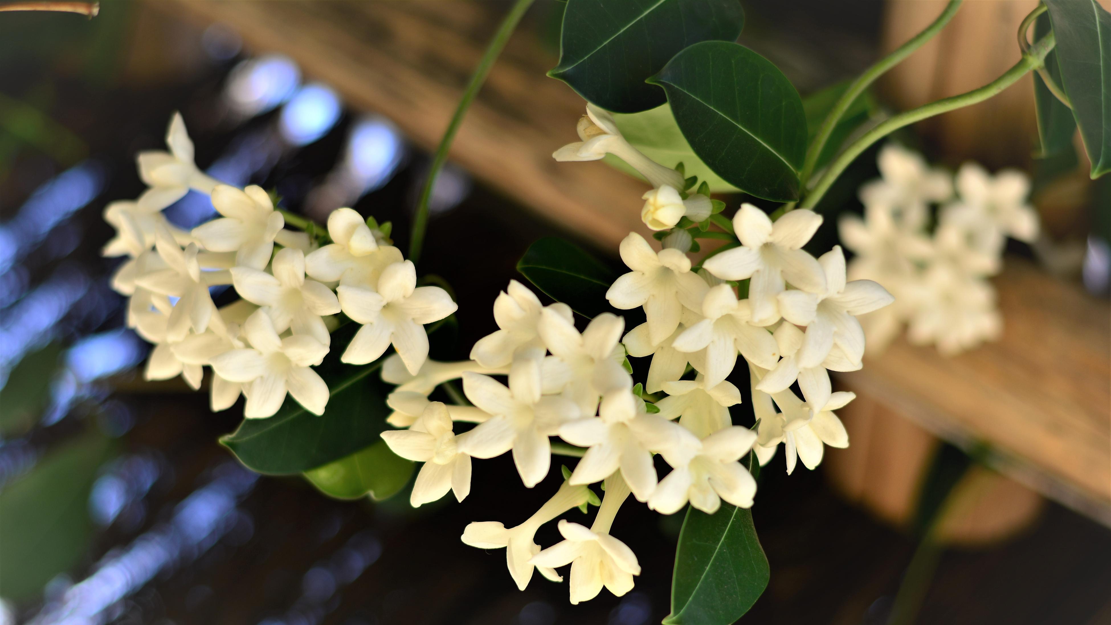 Madagascar jasmine flowers hanging from a vine