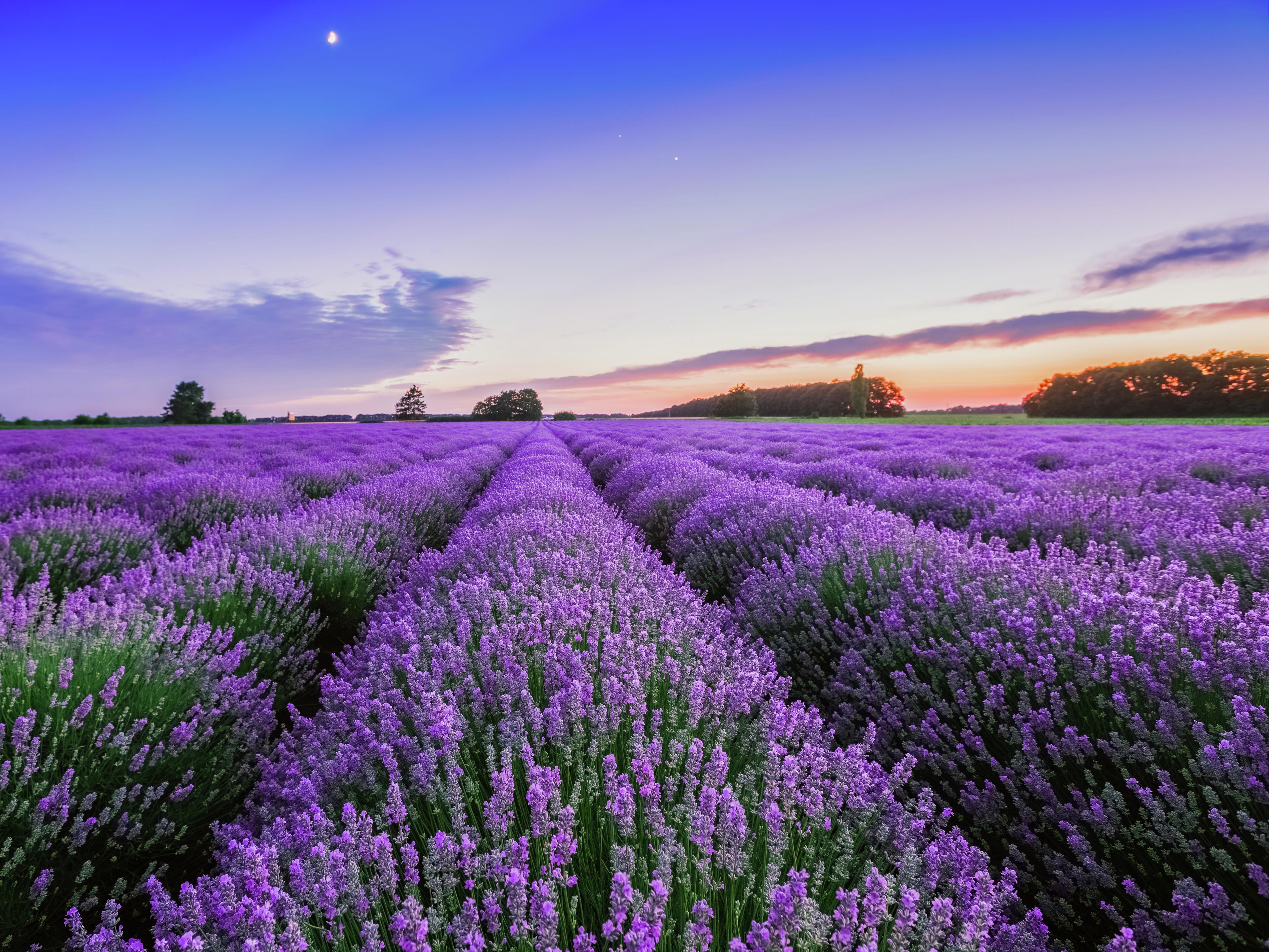 How To Plant, Grow And Harvest Lavender - Bunnings Australia