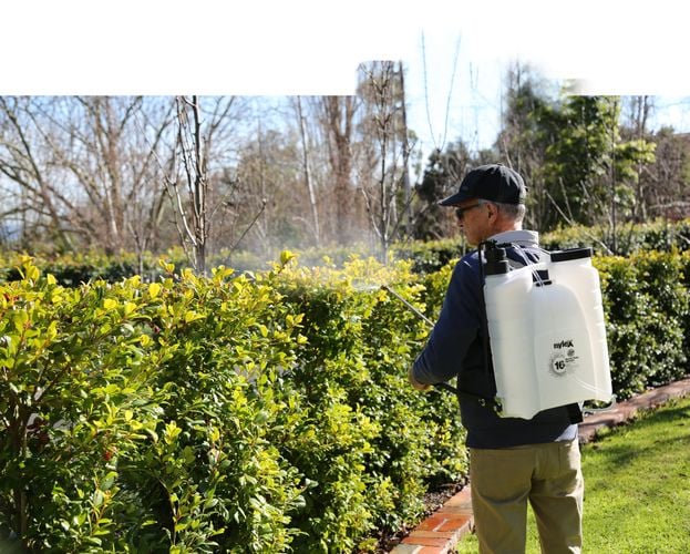 Man using a Nylex backpack sprayer to water a garden hedge