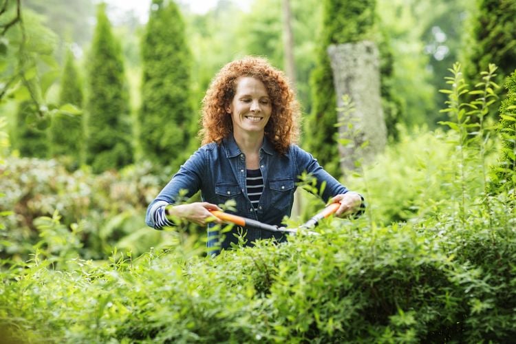 Woman trimming hedge with secateurs