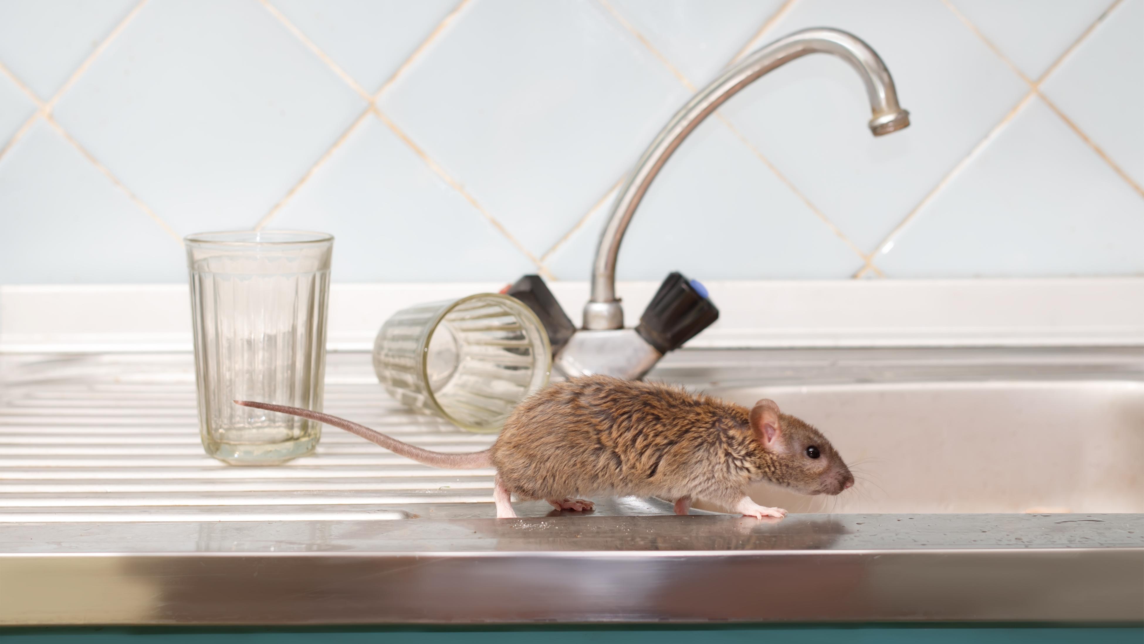 Large Rat Traps, Set of 6, Reusable Pest Control Solutions for