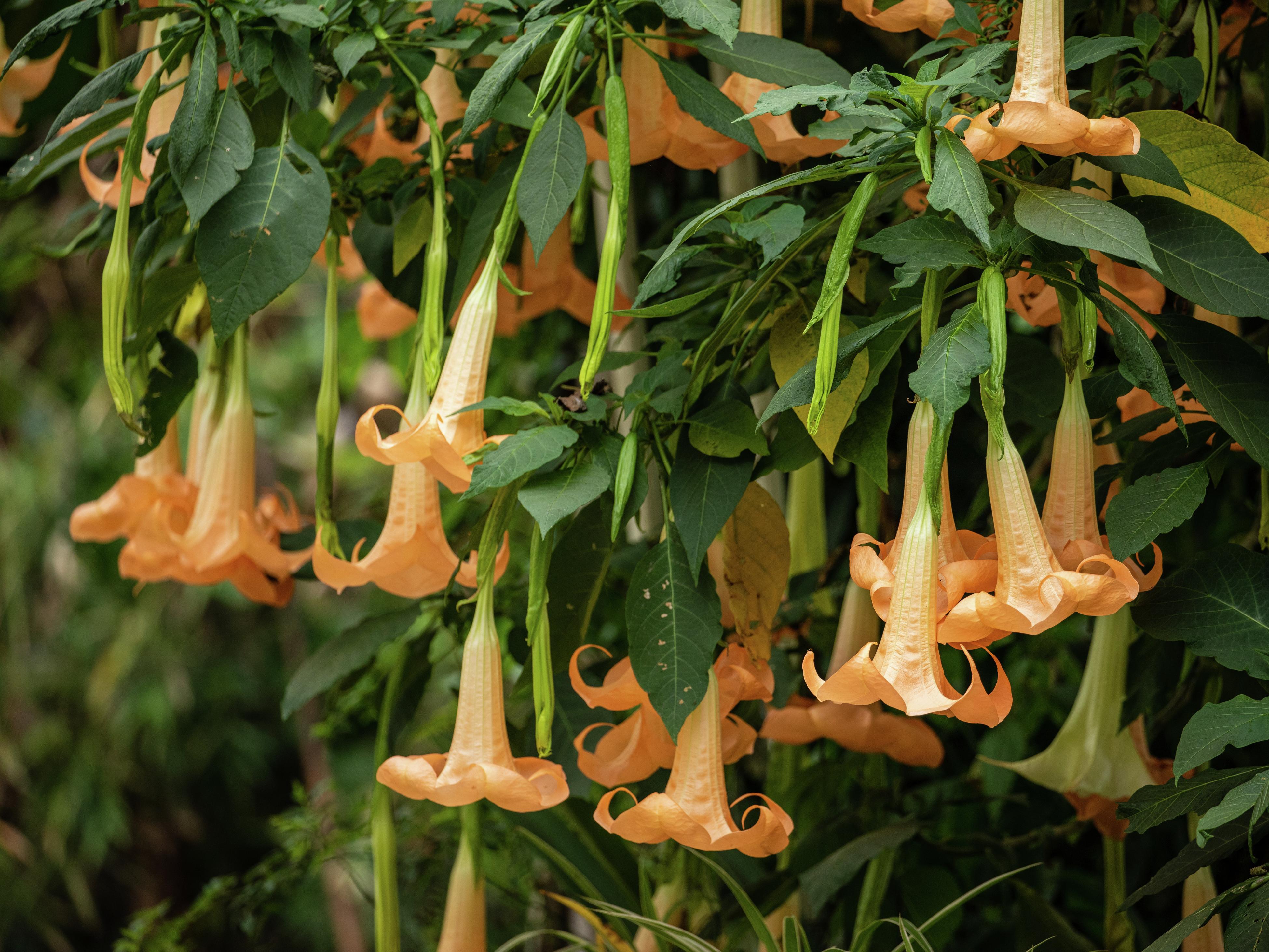 Growing Brugmansia (Angel’s Trumpet) - Bunnings Australia