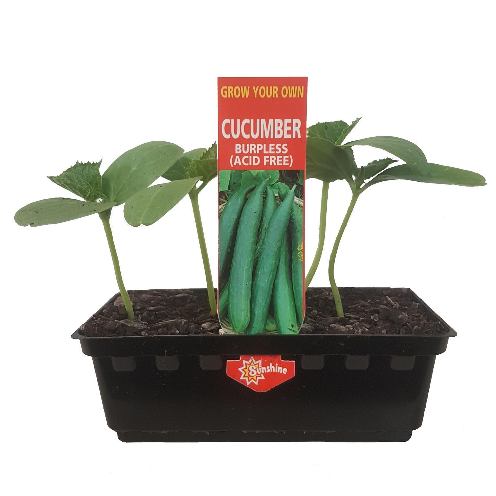 Burpless Cucumber Cucumis sativis Grow Your Own Range Bunnings Australia