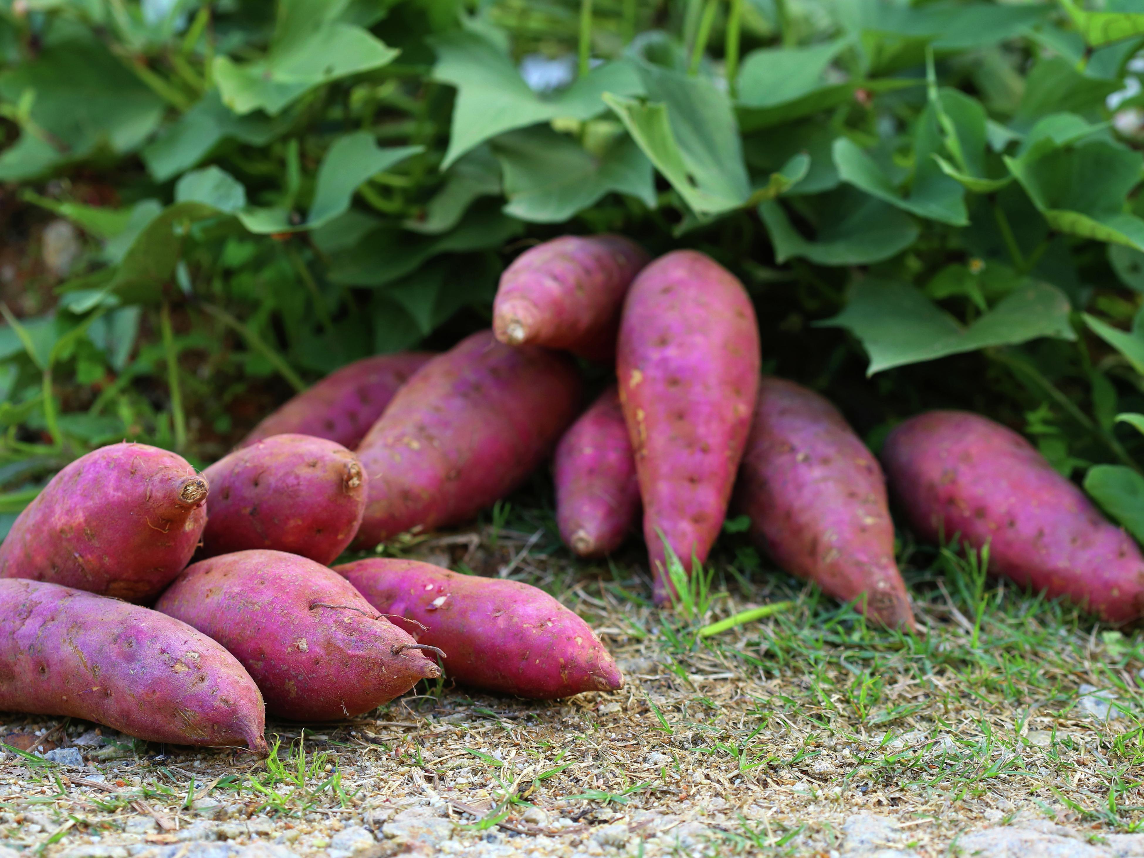 How To Grow Sweet Potatoes Bunnings Australia