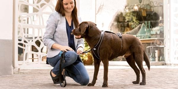 Lady readjusting the dog harness in street.