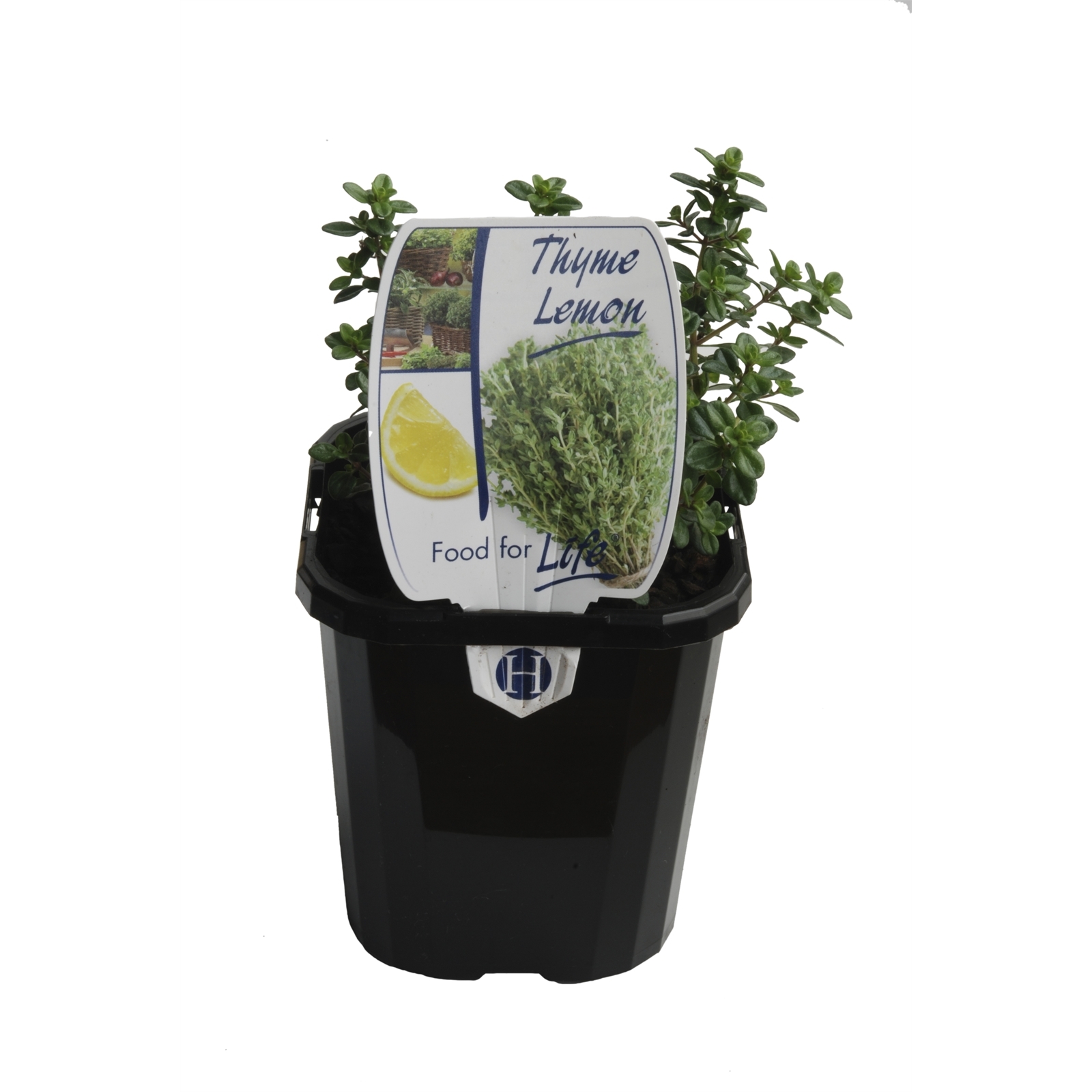 95mm Lemon Thyme Thymus citriodorus Food For Life Range Bunnings
