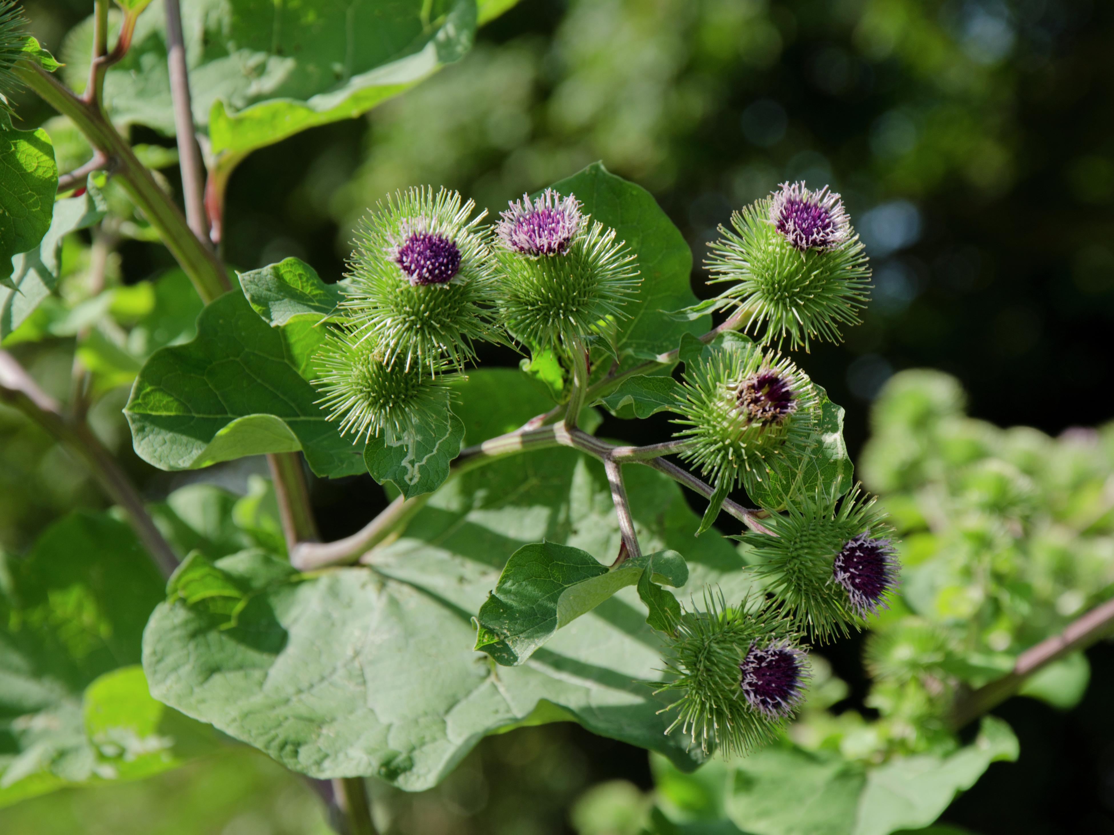 Image of Burdock leaves drying in the sun