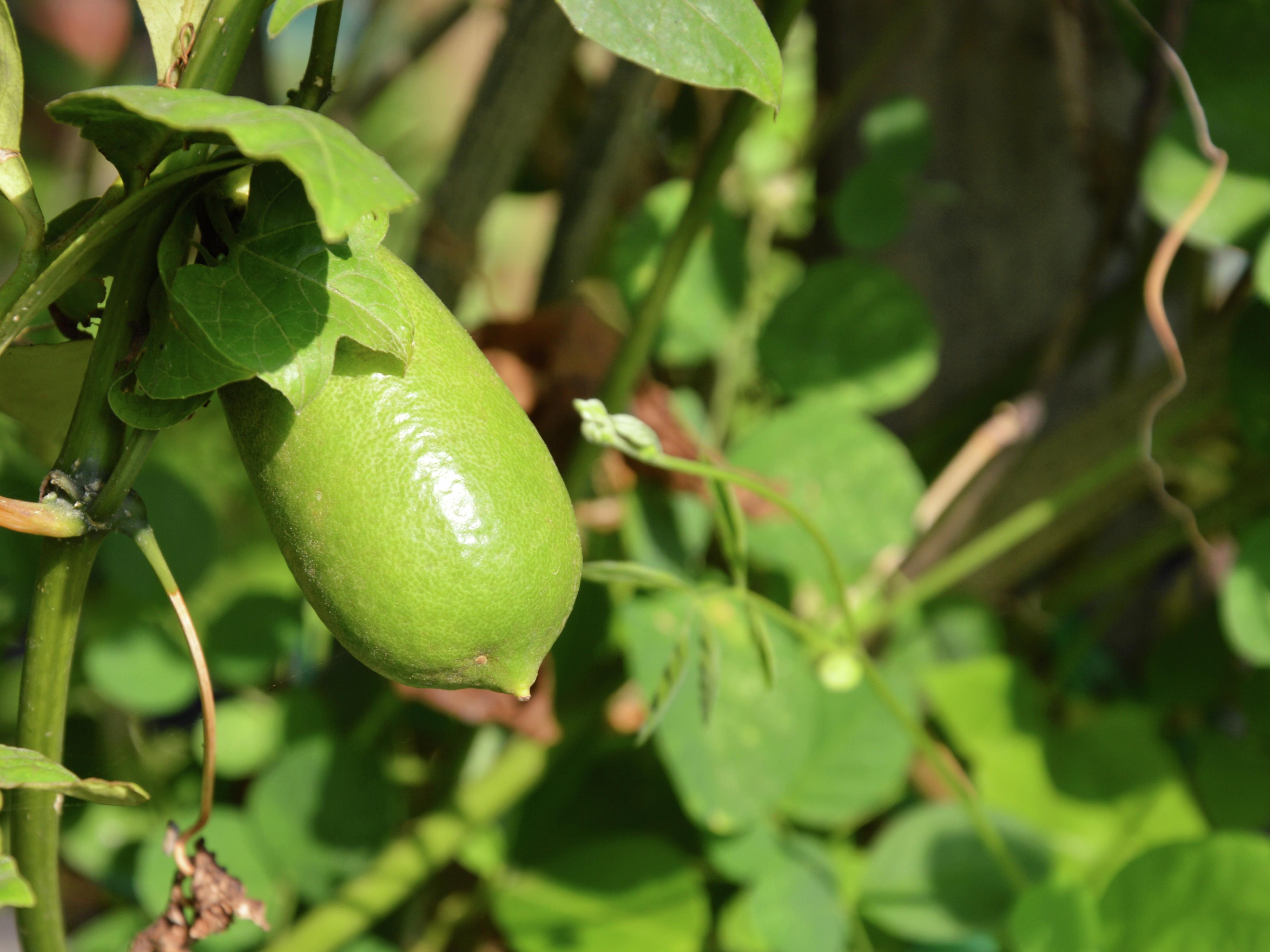 Finger lime deals