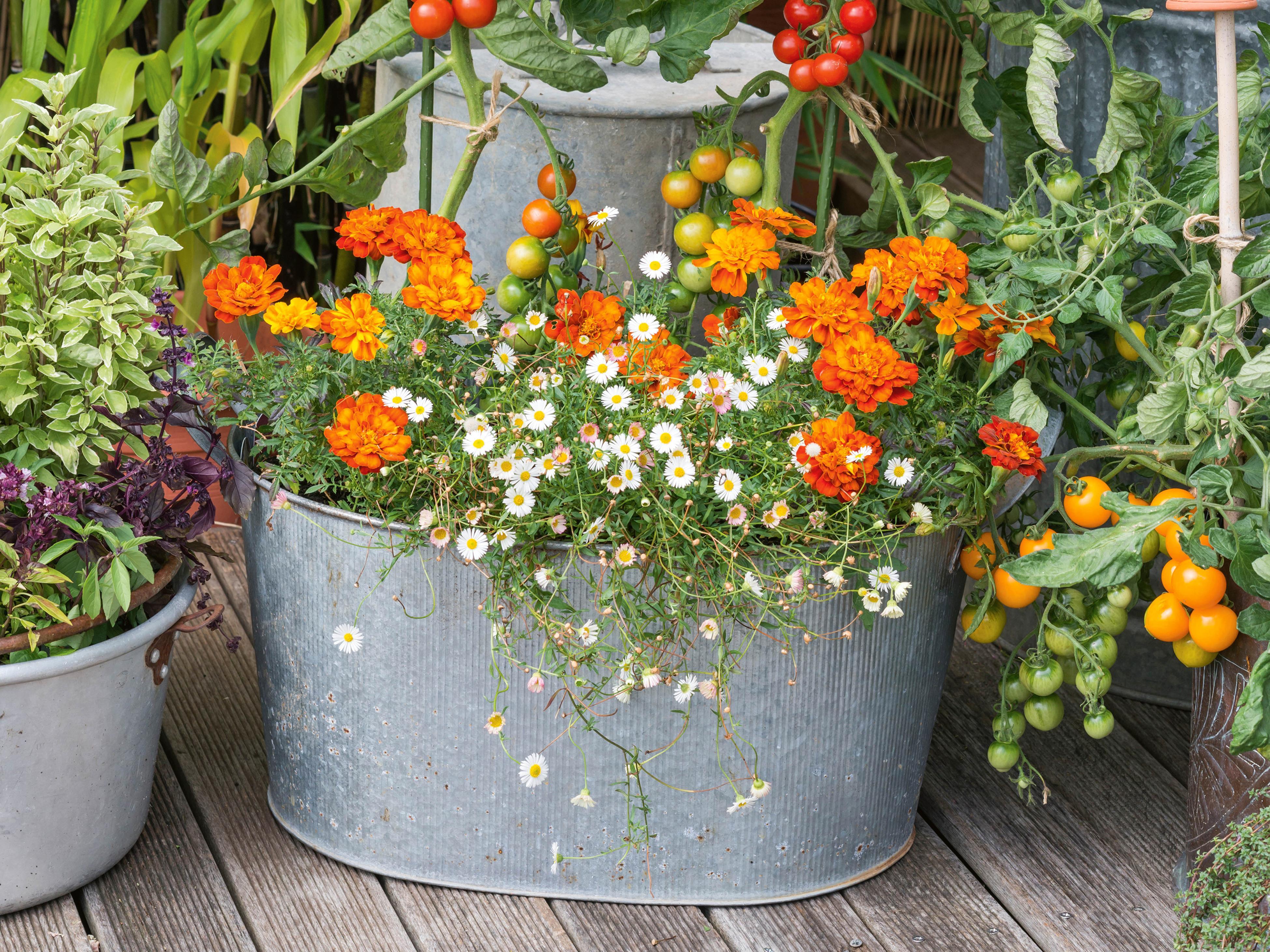 How To Start A Flower Garden: 13 Essential Steps - Bunnings New Zealand