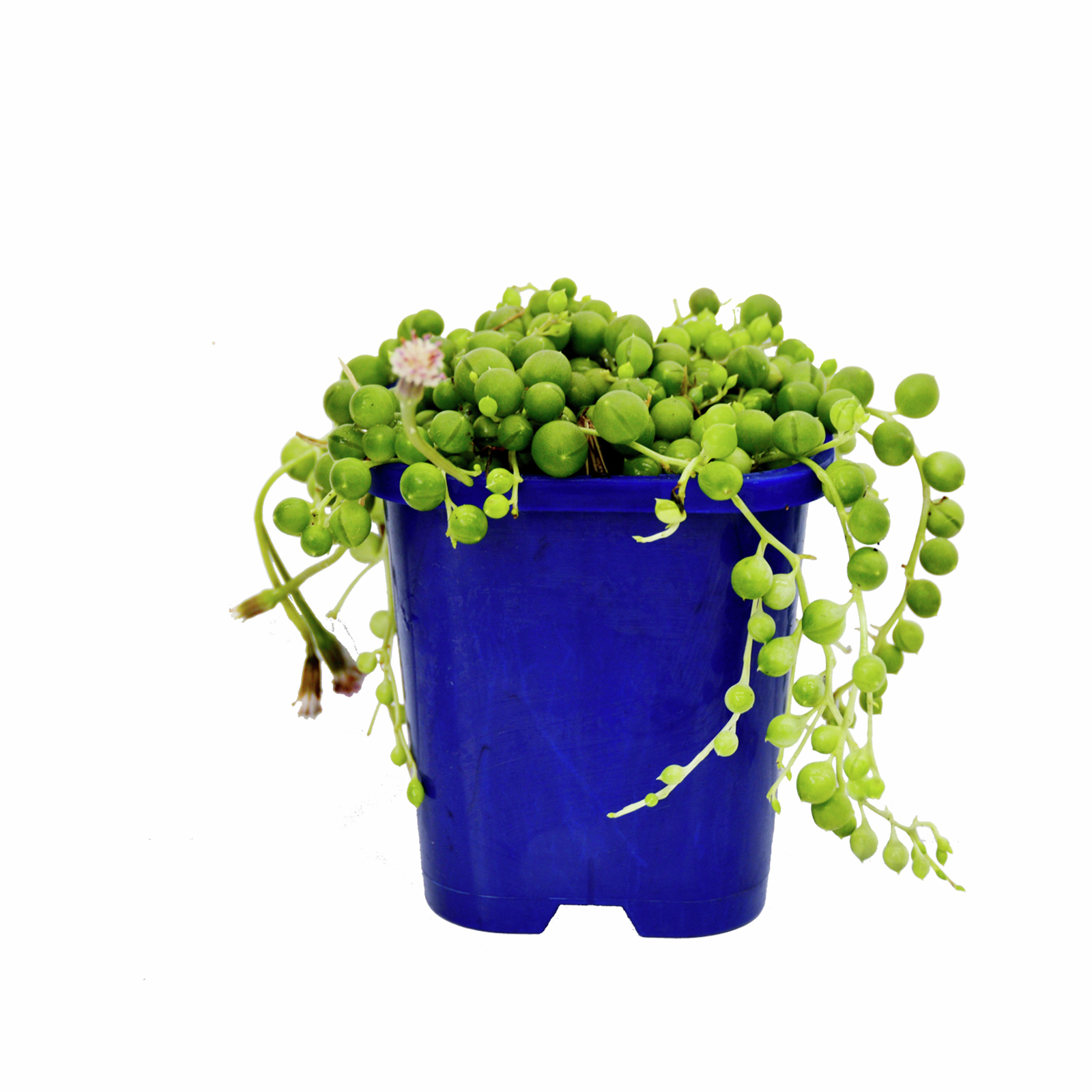 100mm String Of Pearls Senecio rowleyanus Hang Abouts Range