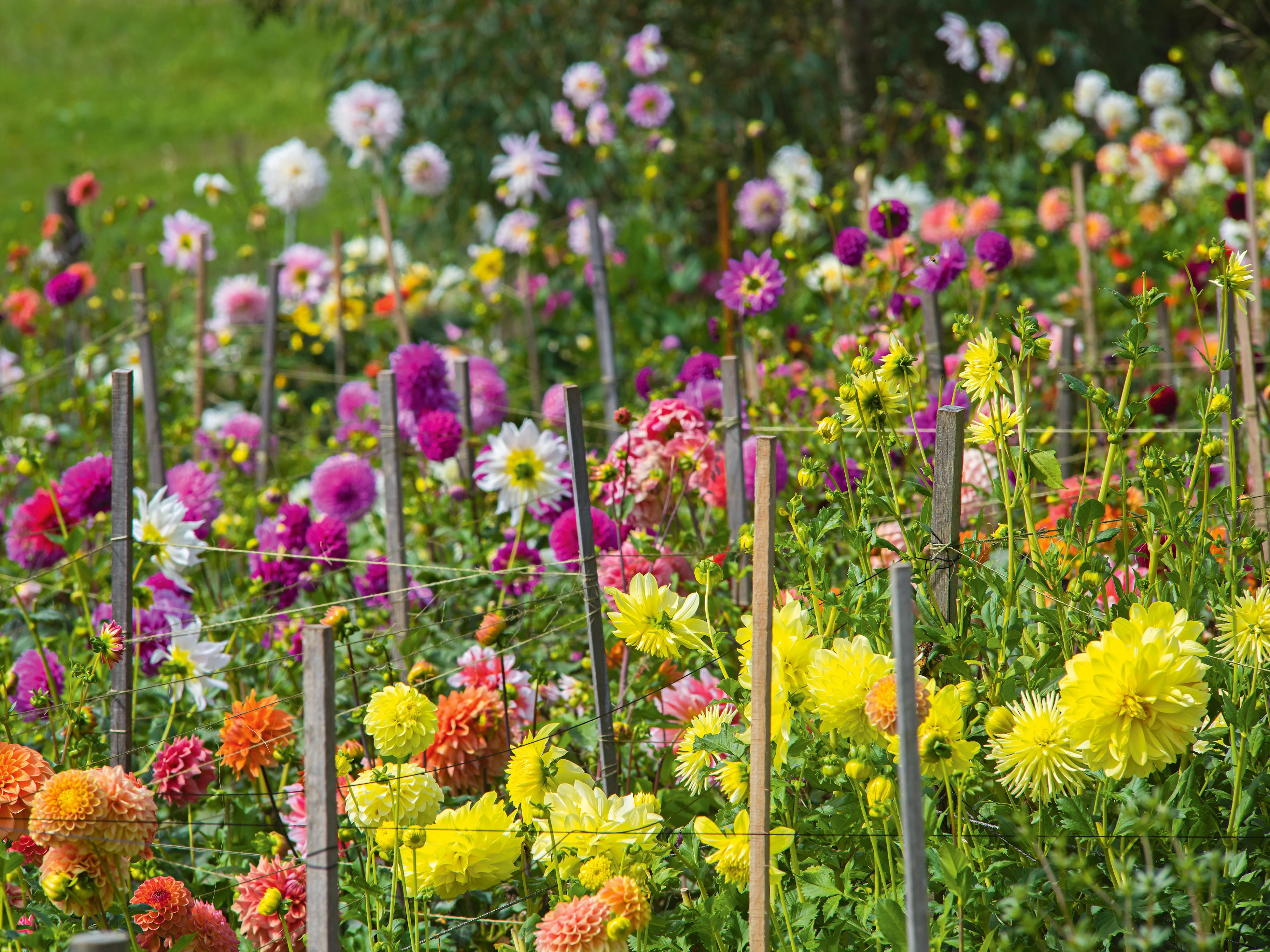 How to Grow a Flower Garden - World of Flowering Plants